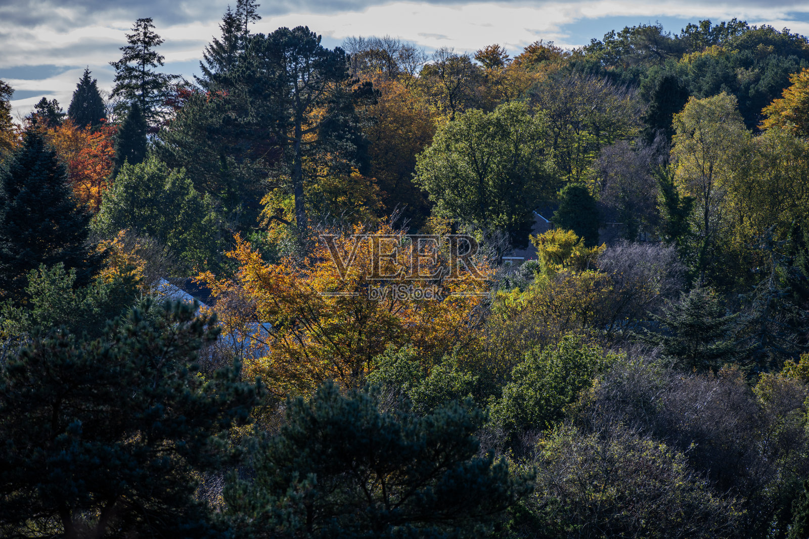 希思兰沼泽国家公园森林利奇山伯明翰西米德兰兹伍斯特郡英格兰英国照片摄影图片