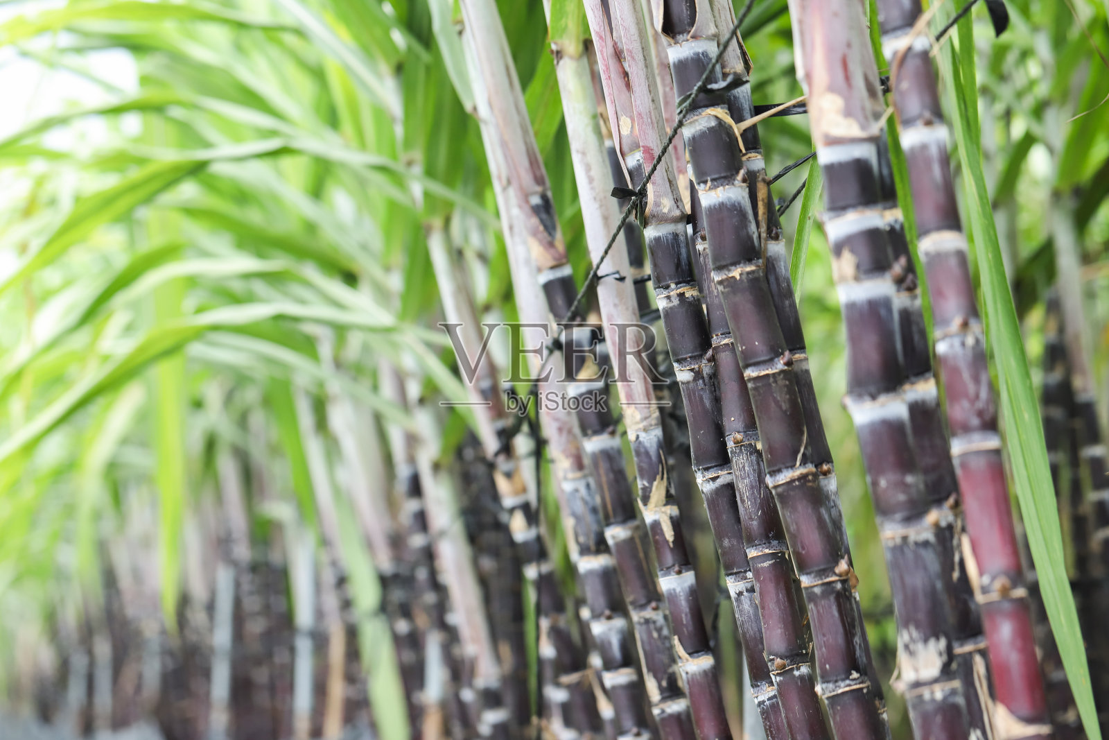 甘蔗田。照片摄影图片