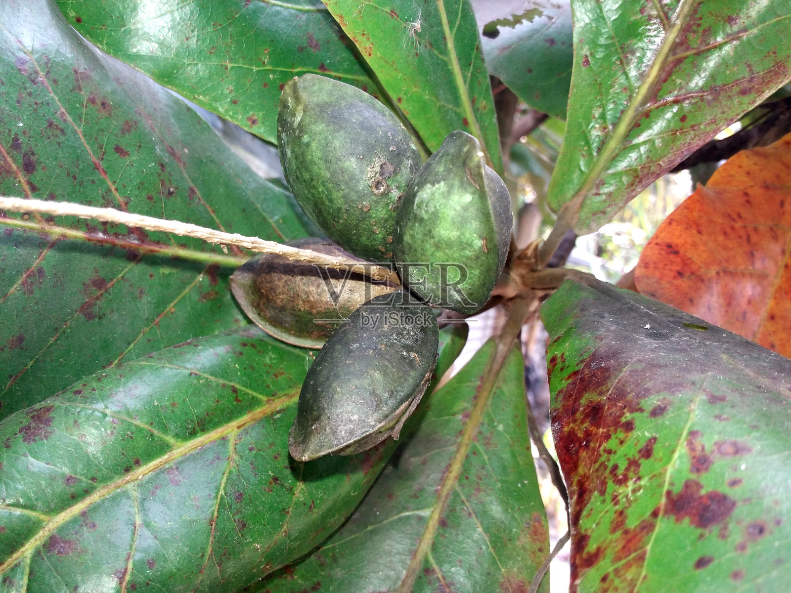 木仁杏仁照片摄影图片