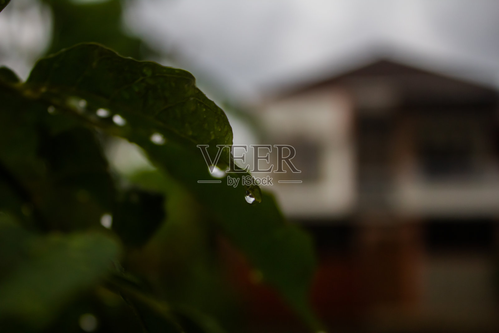 水滴在房前的叶子上照片摄影图片