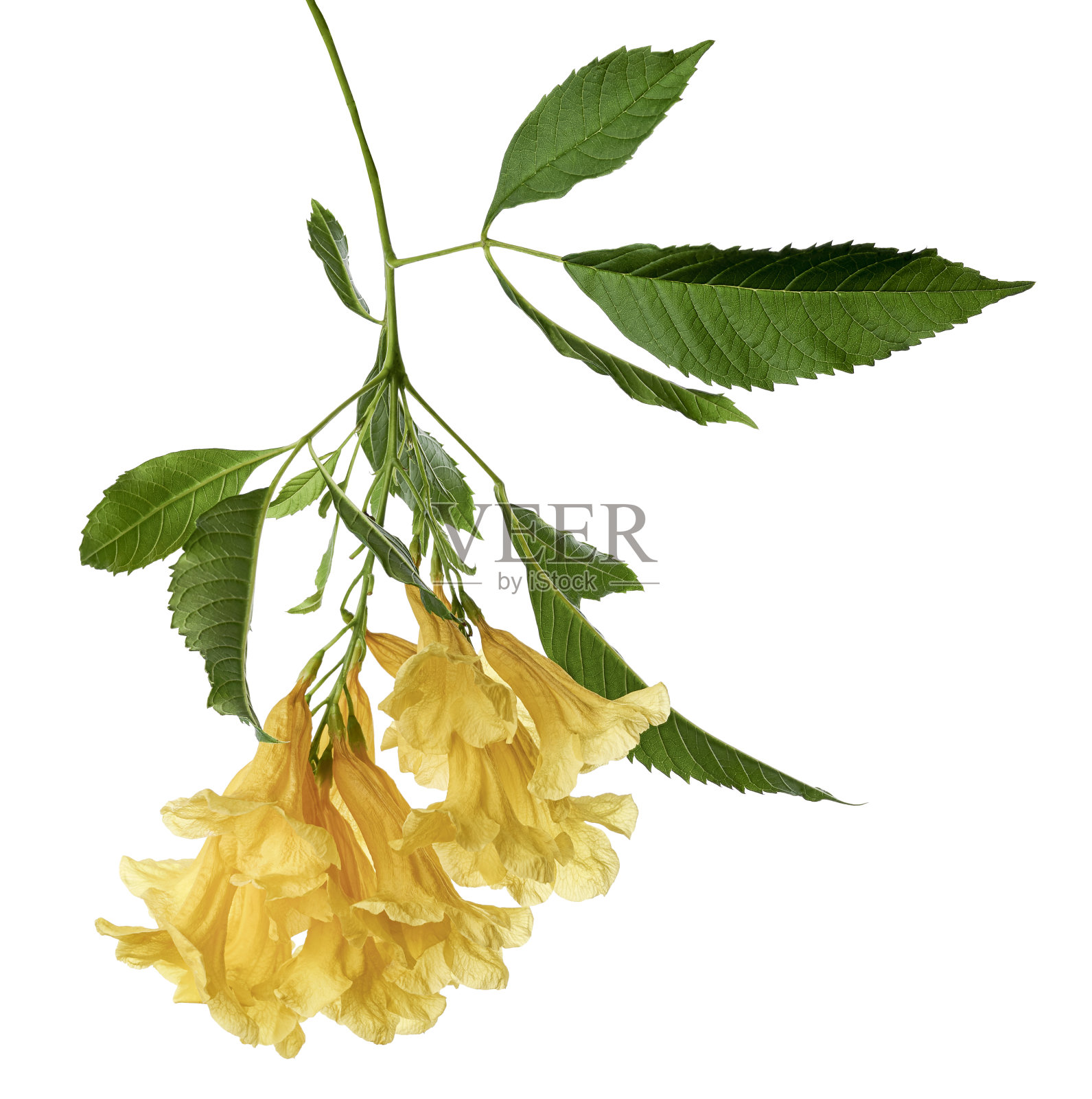 黄色喇叭花,Tecoma斯坦,黄色的花孤立在白色的背景与剪辑路径照片摄影图片