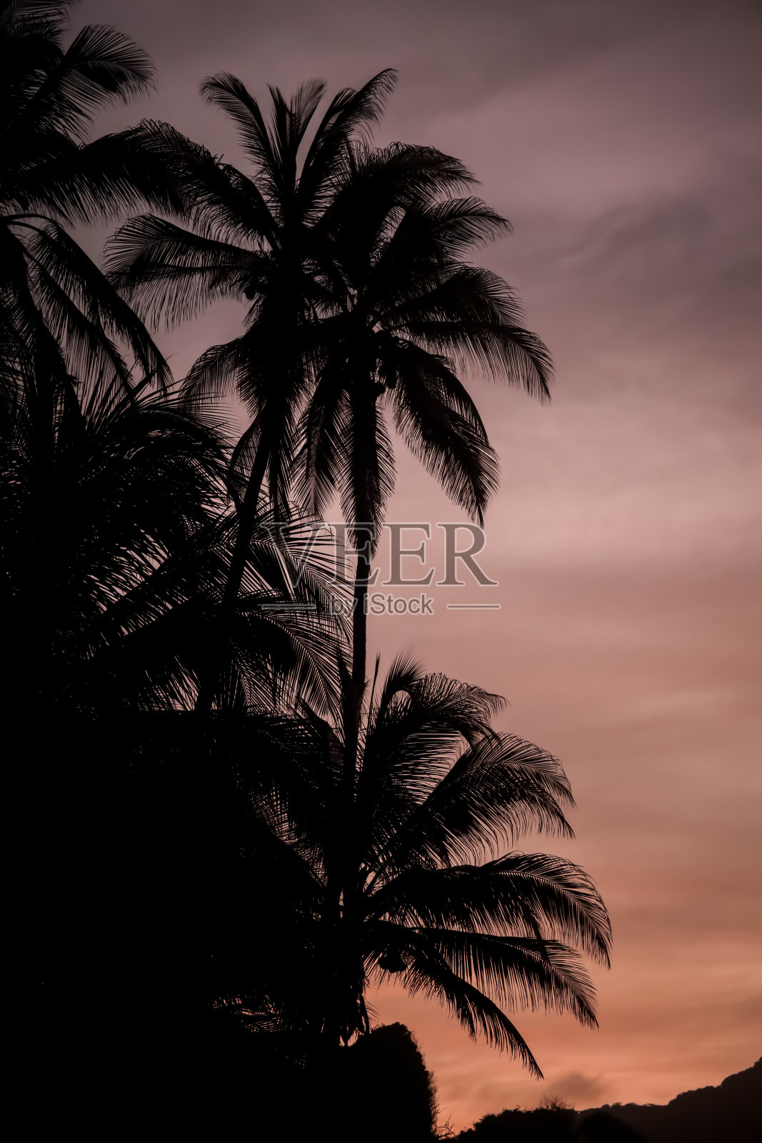 夕阳下的棕榈树照片摄影图片