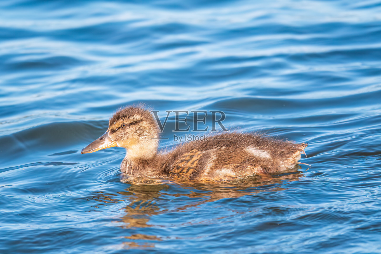 可爱的小鸭子独自在平静的湖泊或河流中游泳照片摄影图片