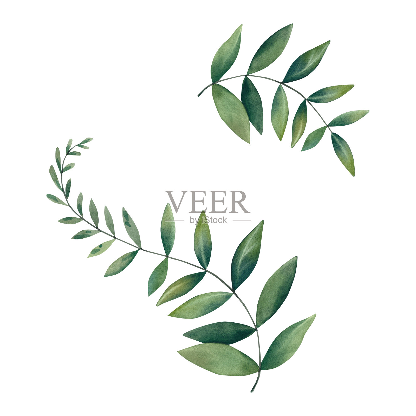 一组带叶子的树枝森林蕨类植物。水彩插图。植物是绿色的。插画图片素材