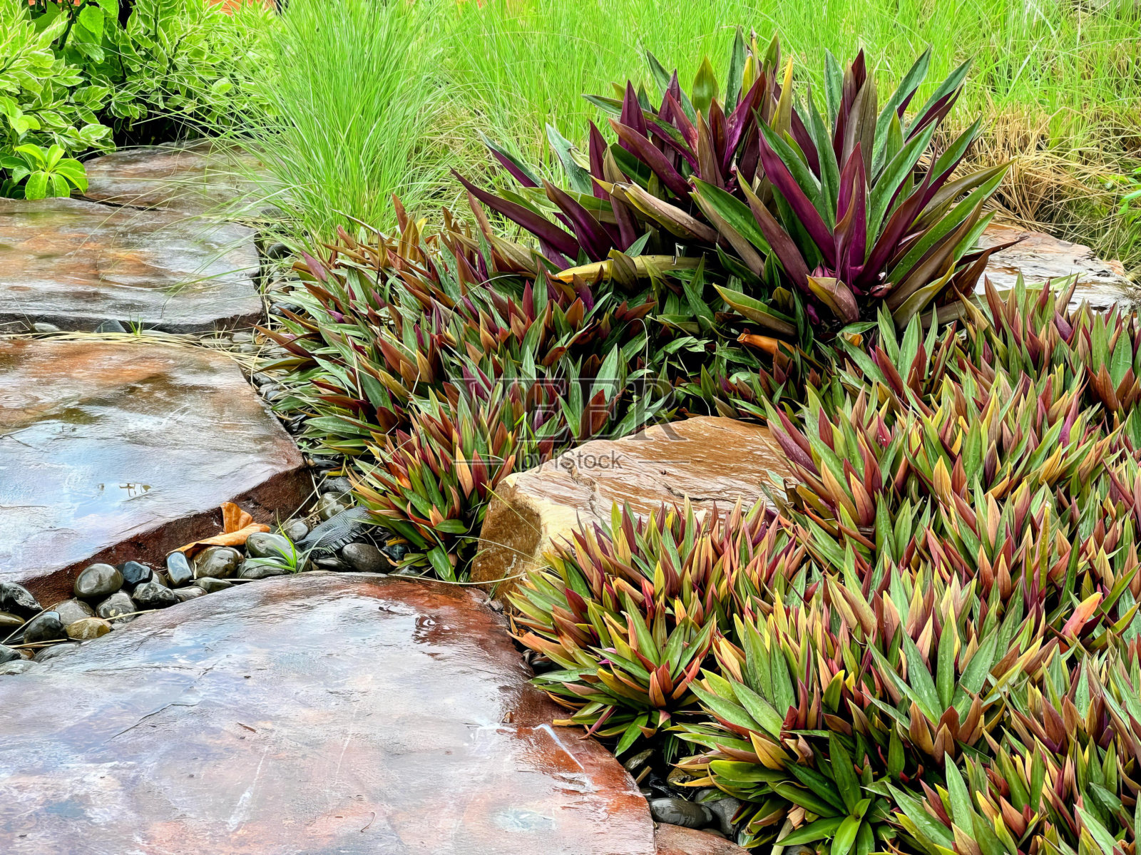 一个有水景的五彩花园。照片摄影图片