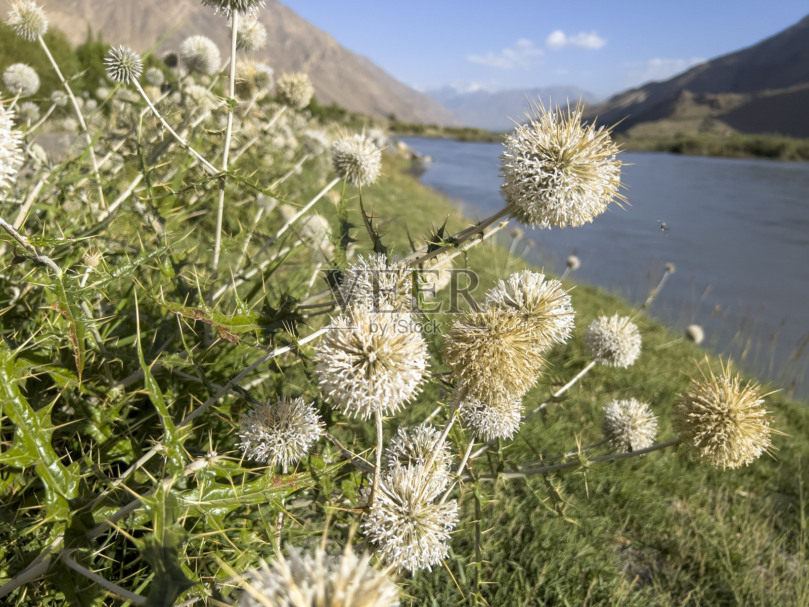 球头棘,俗称腺球蓟。照片摄影图片
