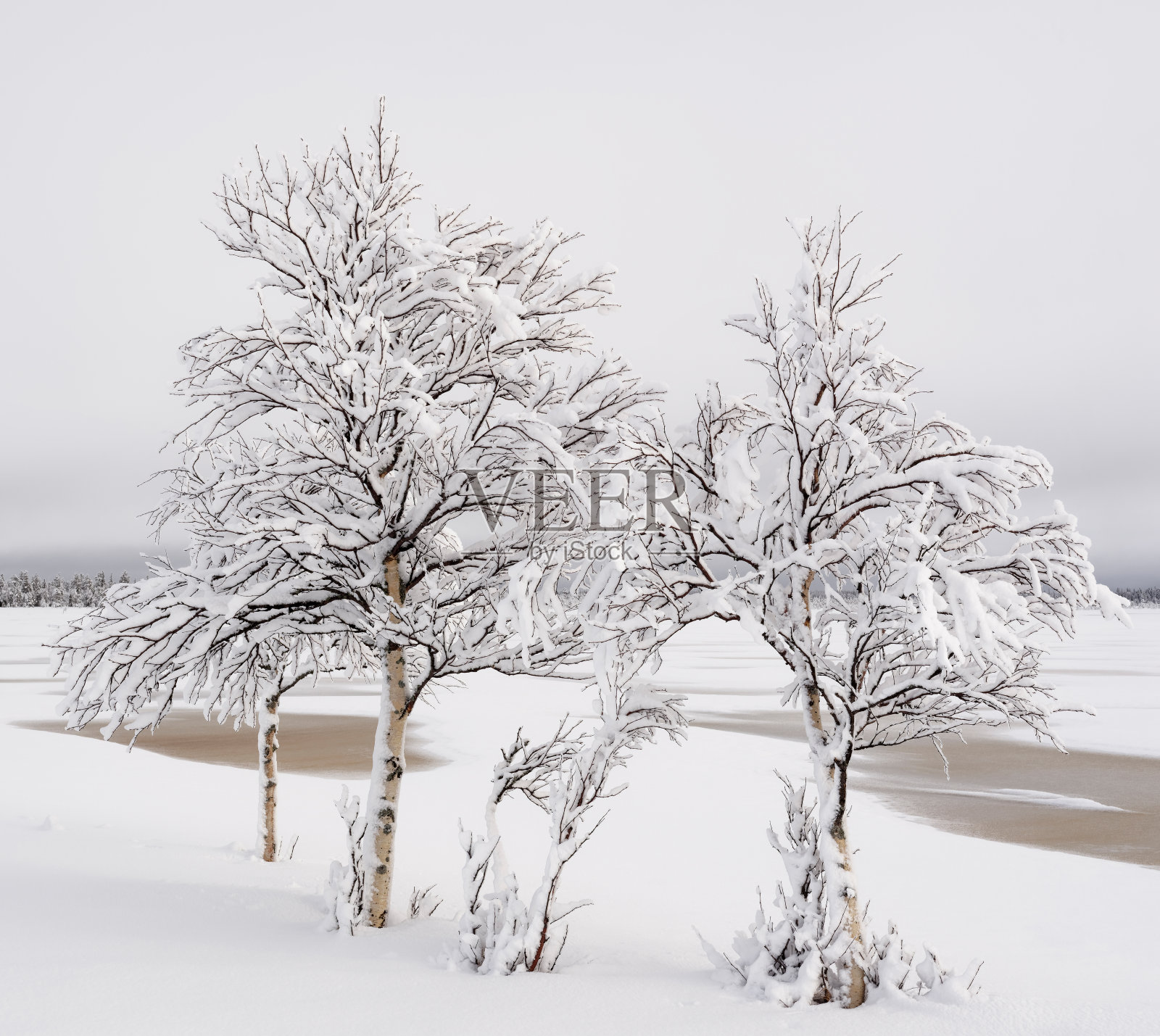 白桦树照片摄影图片