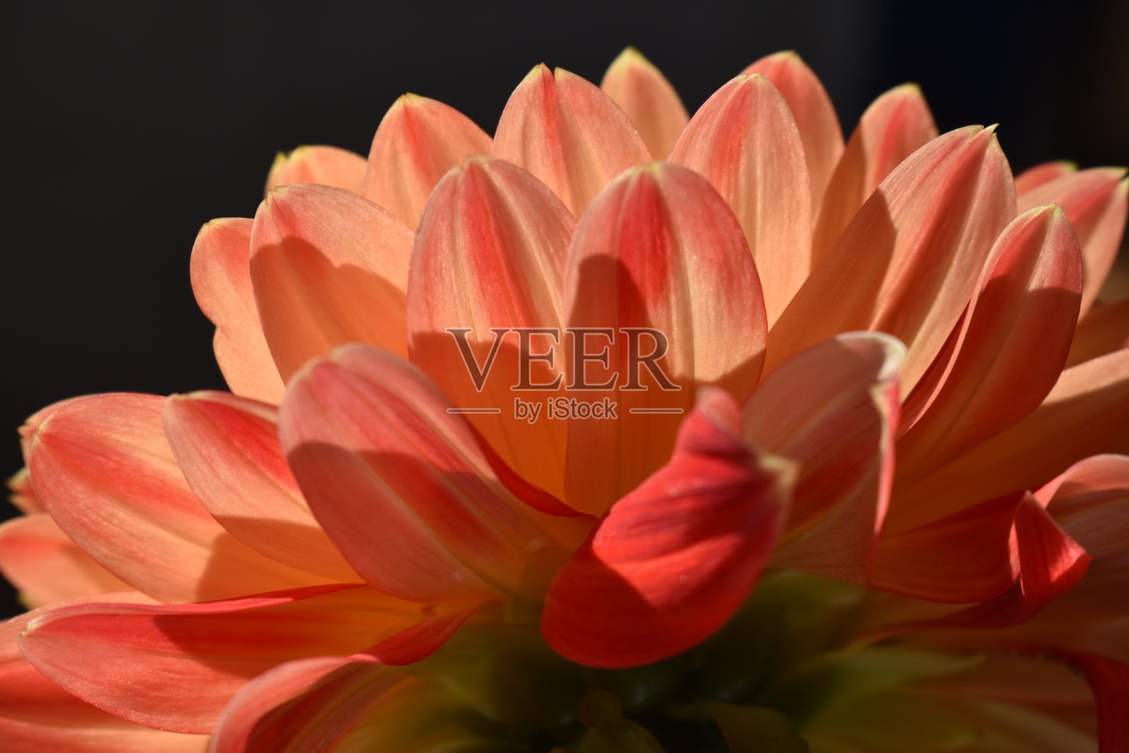 从背面看,明亮的大丽花和黑色的背景形成对比。照片摄影图片