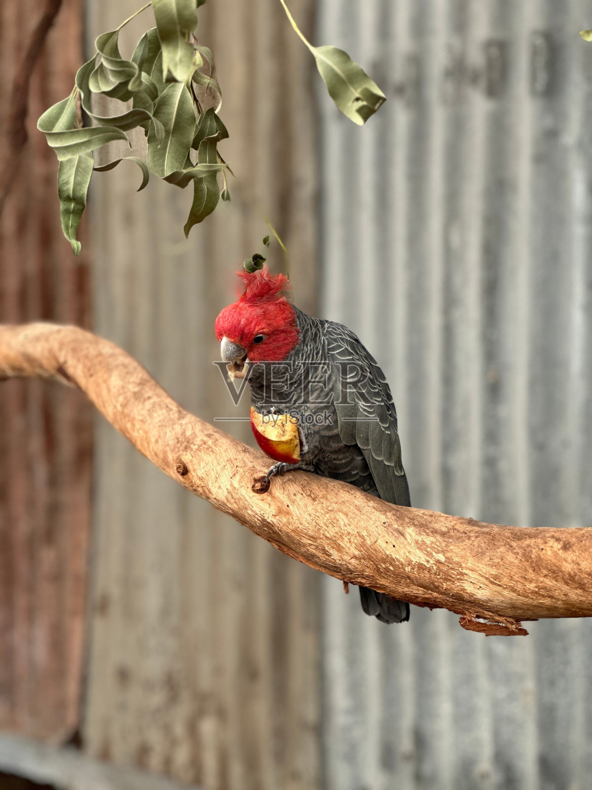 一只活泼的小鸟栖息在树枝上照片摄影图片