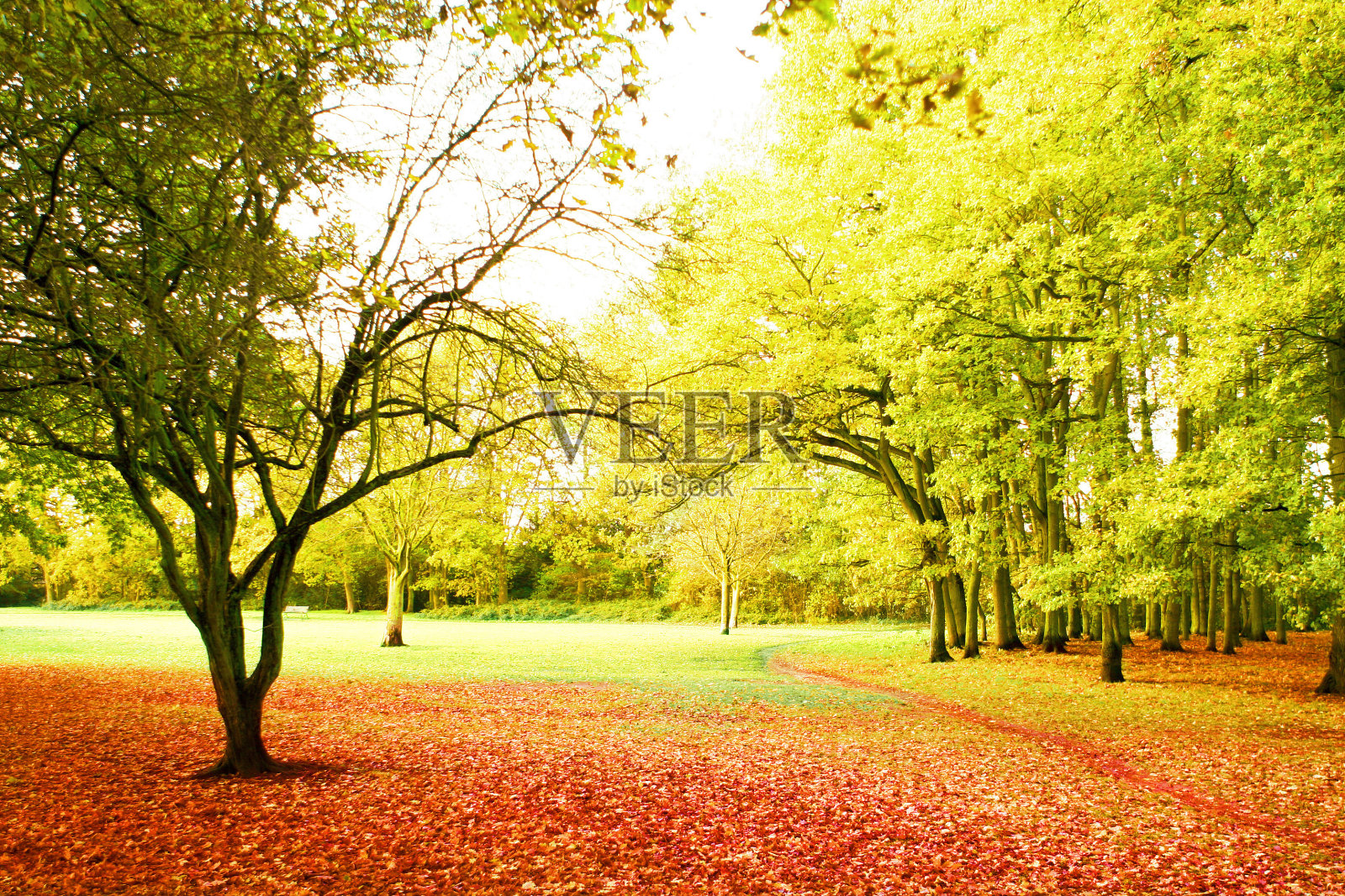 秋天和游丝绿色的森林stock照片照片摄影图片