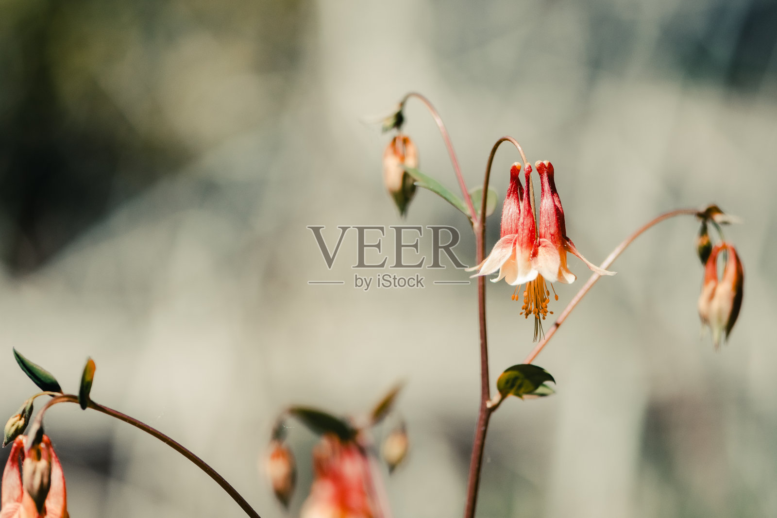 花耧斗菜照片摄影图片