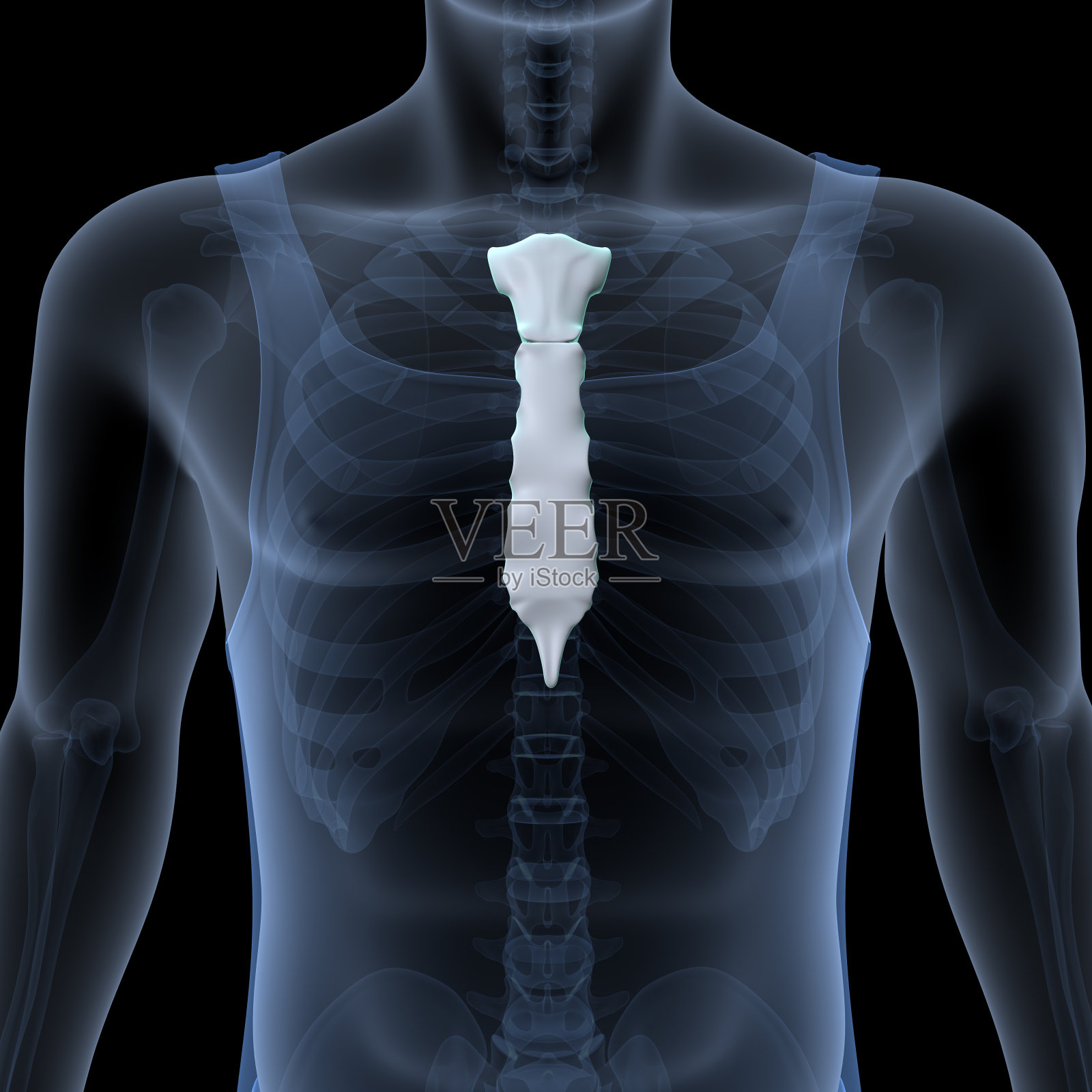 男性人体骨骼,肋骨,胸骨,腐殖质和腰椎名副其实的解剖系统。三维演示照片摄影图片