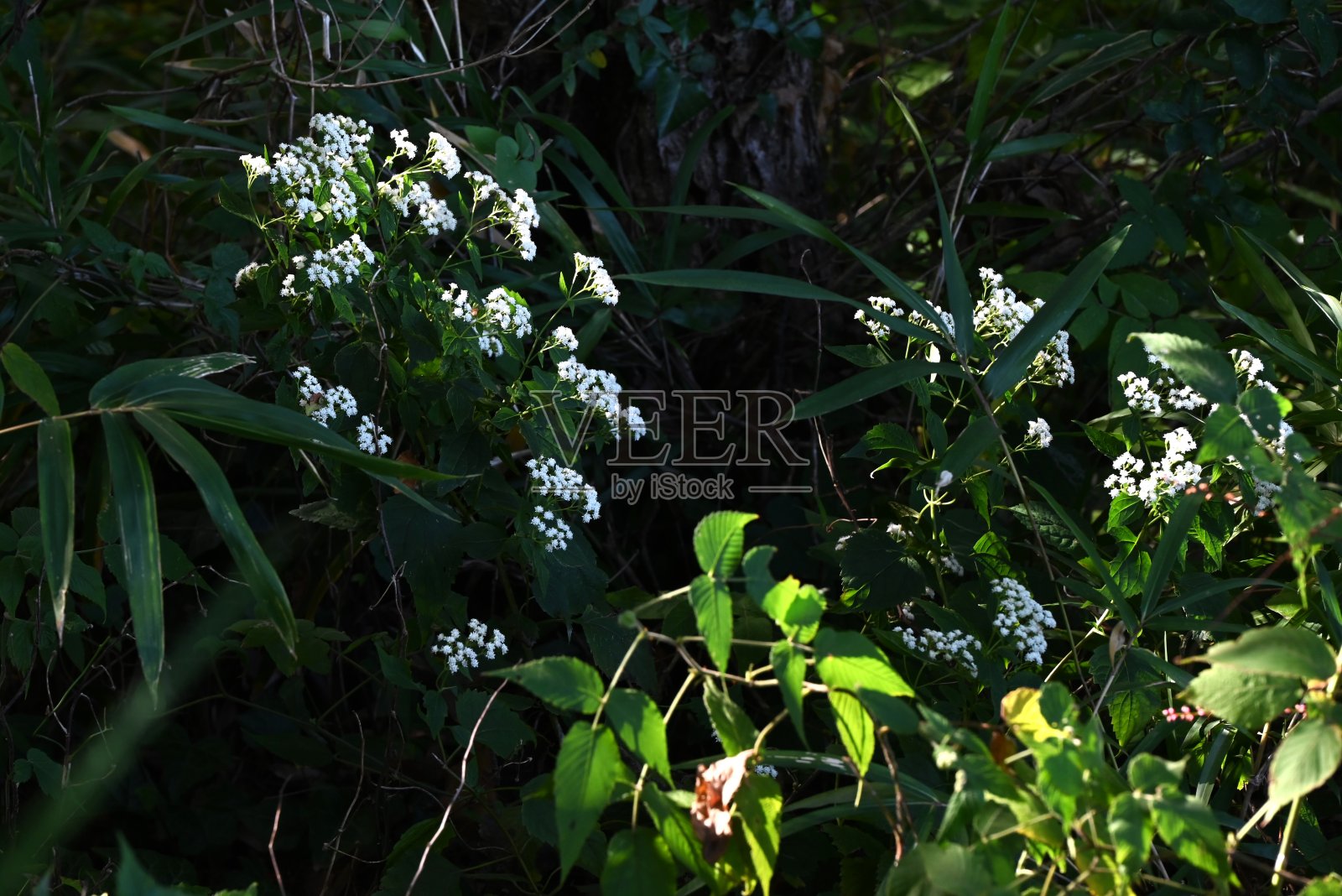 白蛇根(Ageratina altissima)花。菊科多年生有毒植物。照片摄影图片