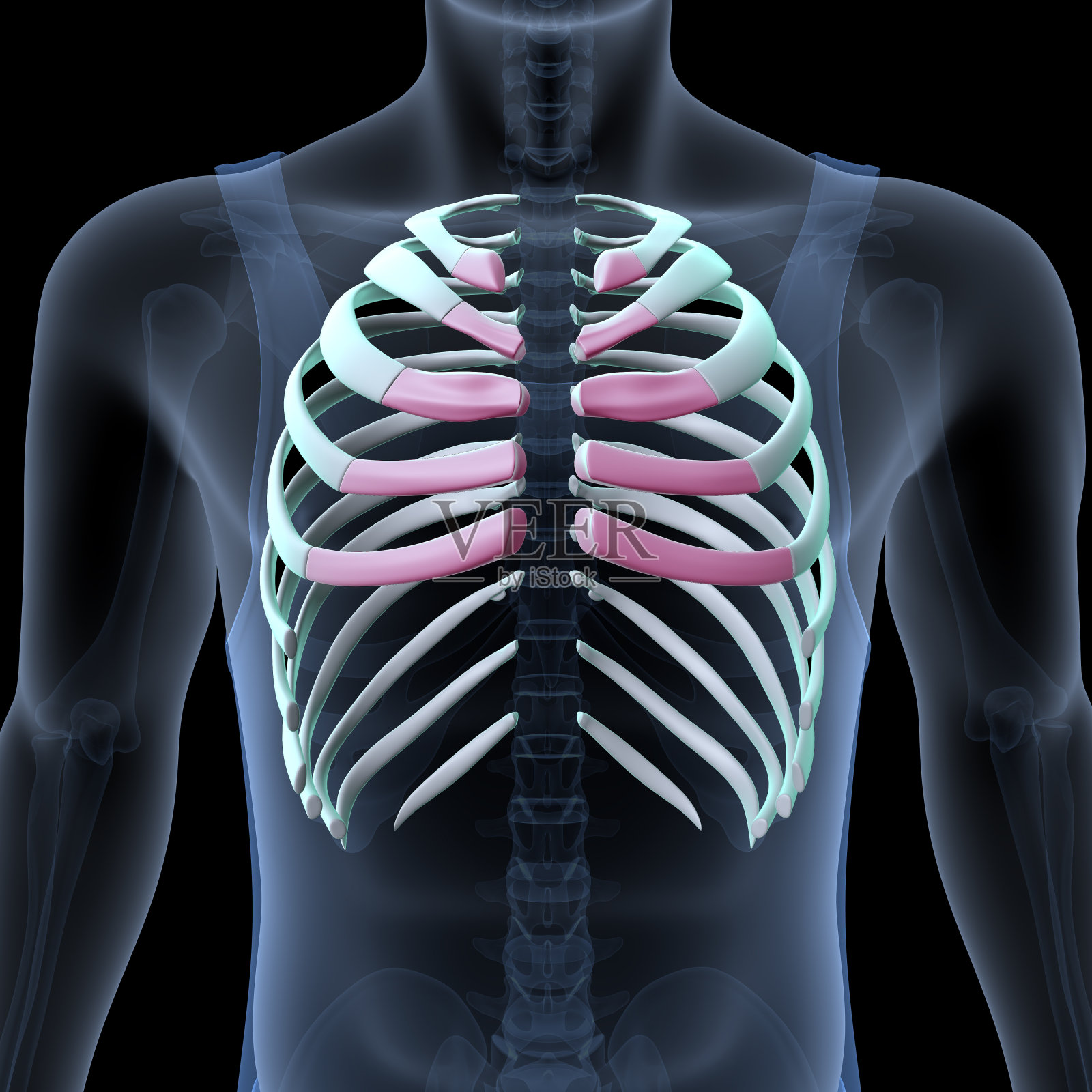 男性人体骨骼,肋骨,胸骨,腐殖质和腰椎名副其实的解剖系统。三维演示照片摄影图片