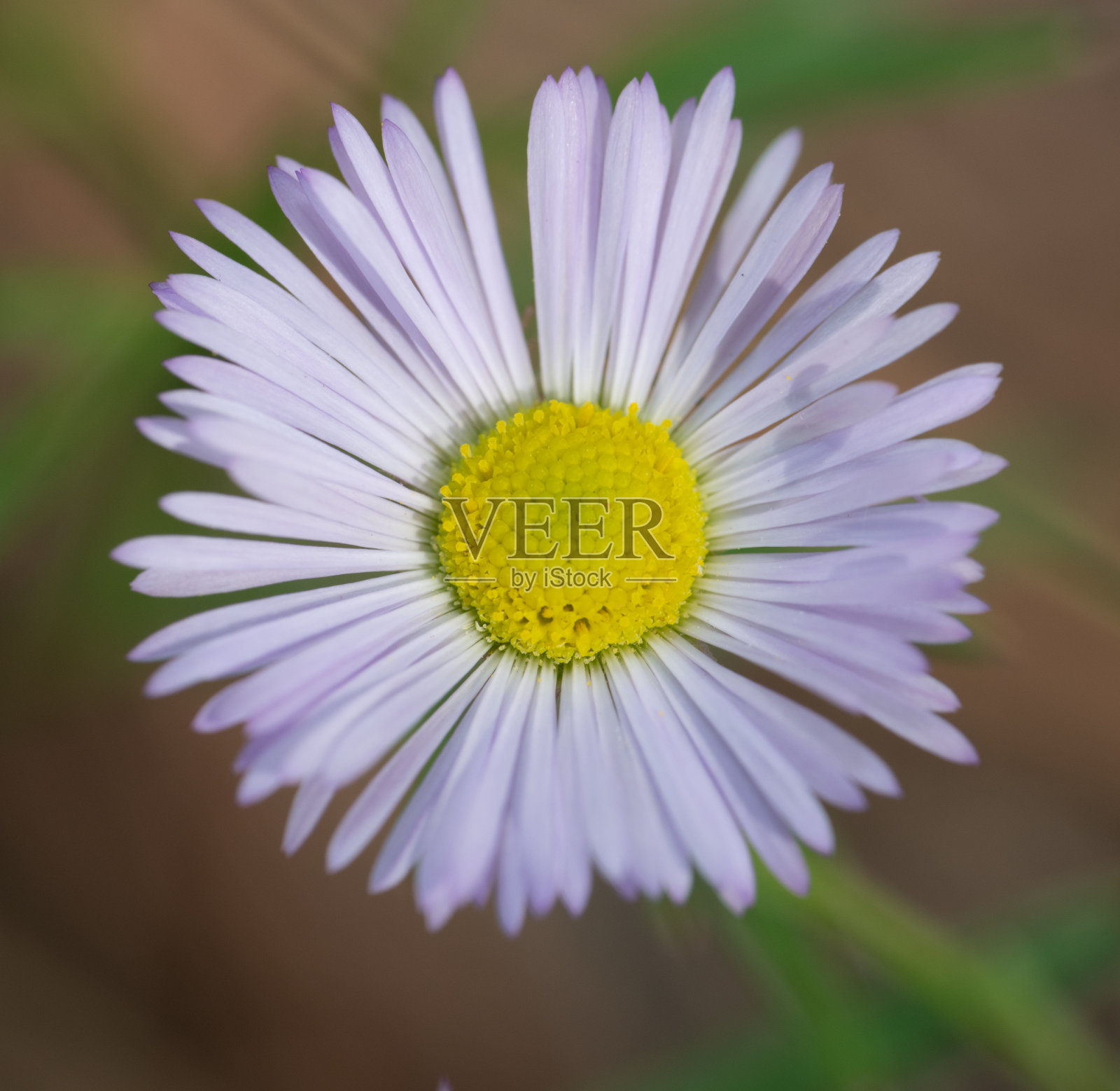 小花照片摄影图片