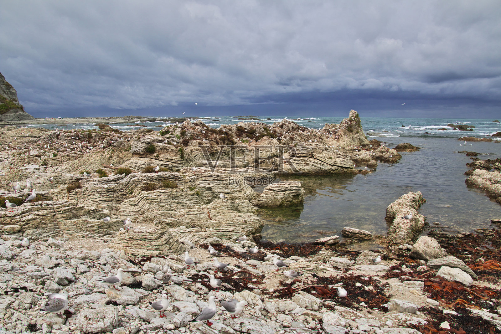 新西兰凯库拉的鸟群照片摄影图片