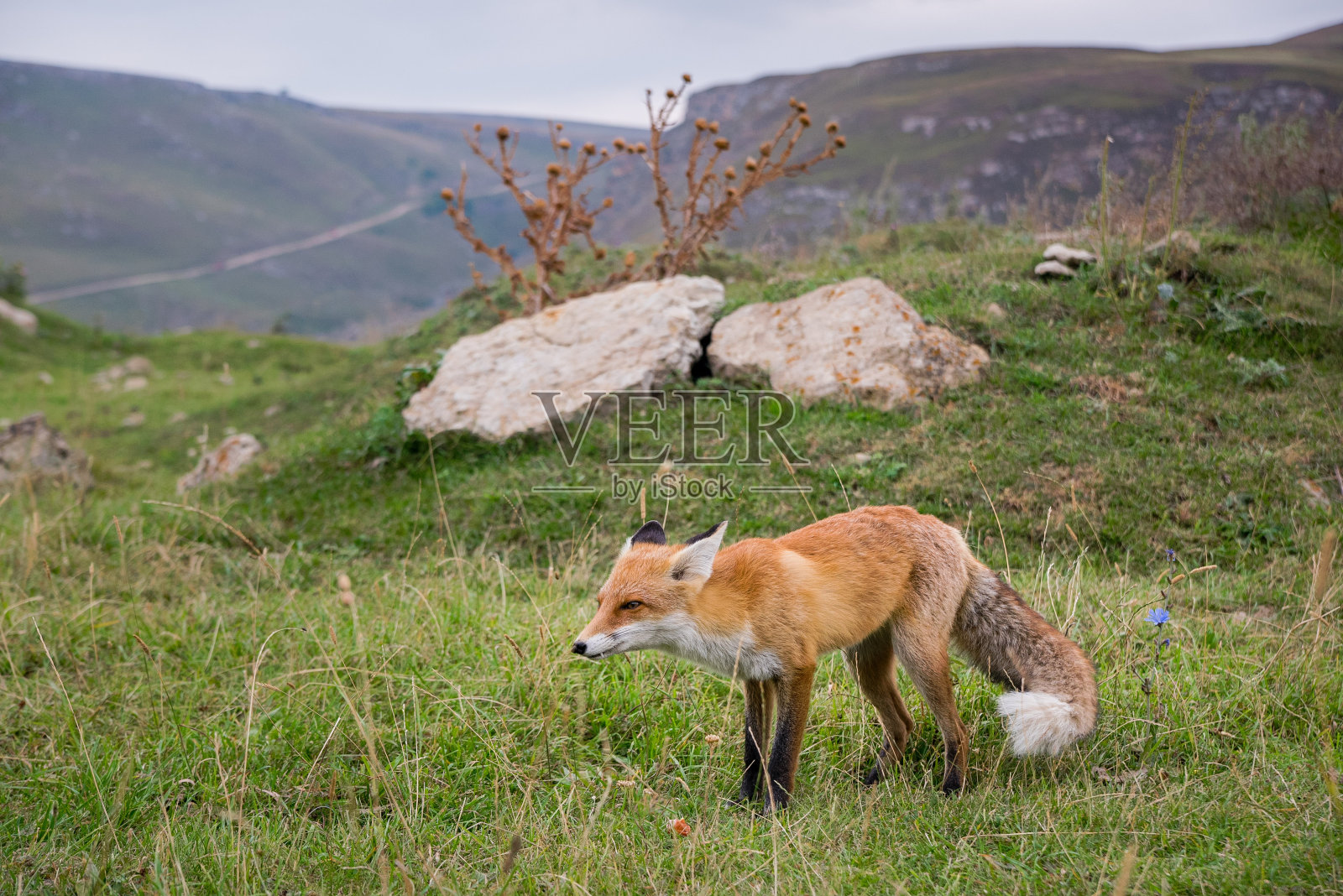 近距离拍摄草地上的野狐狸。高加索地区、俄罗斯照片摄影图片