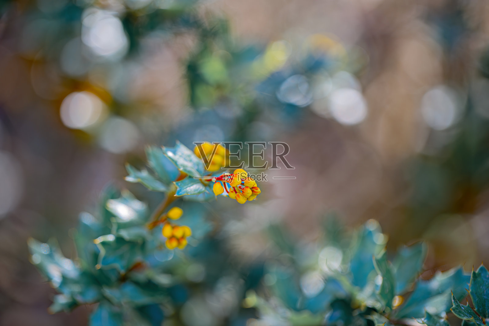 冬青树枝或圣诞树的特写。冬青夏季枝干的自然背景。空灵的气氛。浅景深。照片摄影图片