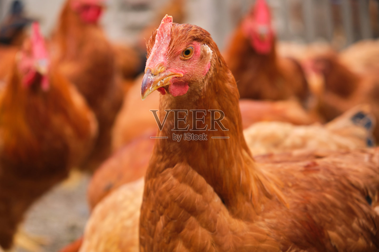 肖像散养有机生态大院村农村红鸡下蛋母鸡照片摄影图片