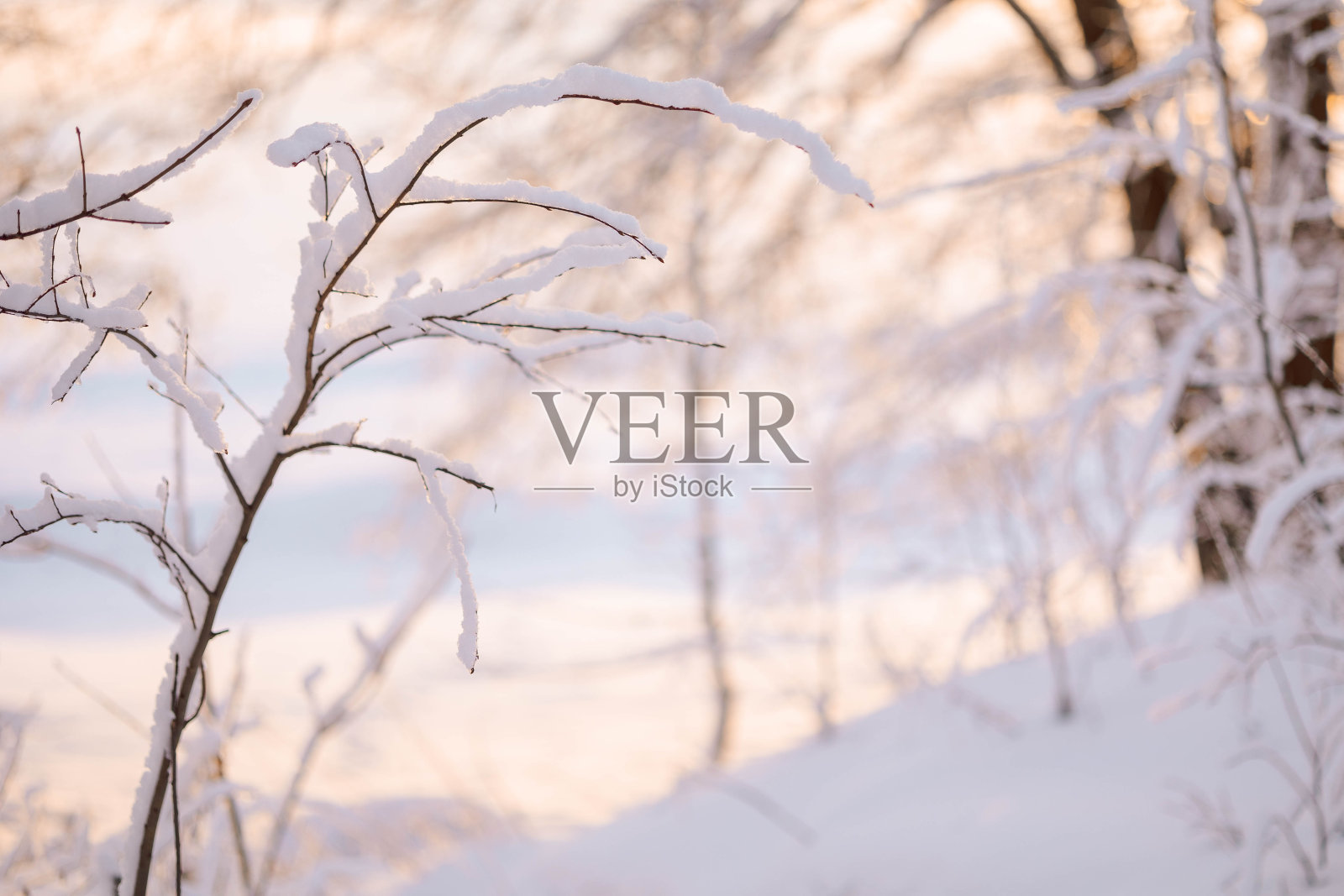 美丽的冬季景观,田野的白色的雪和树枝在夕阳霜冻的一天照片摄影图片