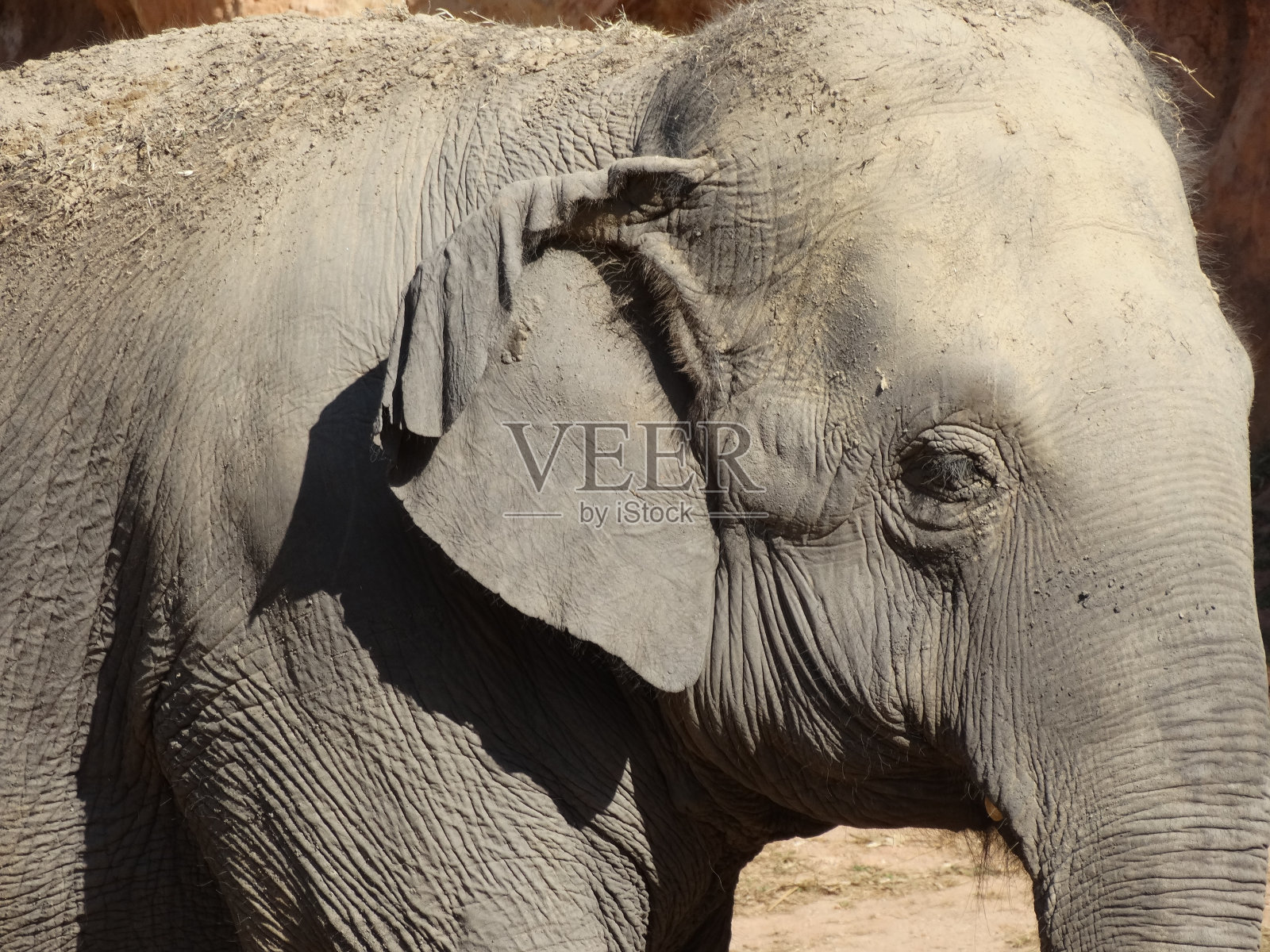 象的凝视照片摄影图片