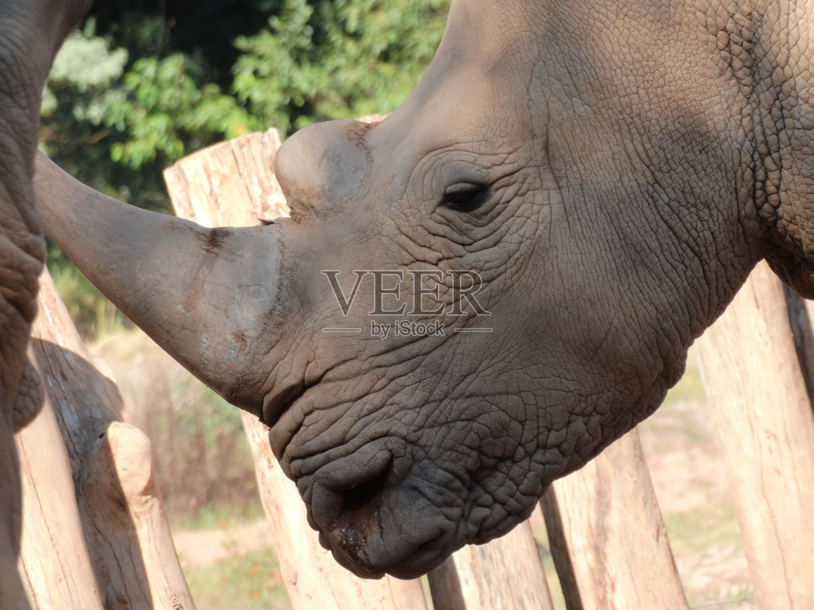 犀牛的脸照片摄影图片