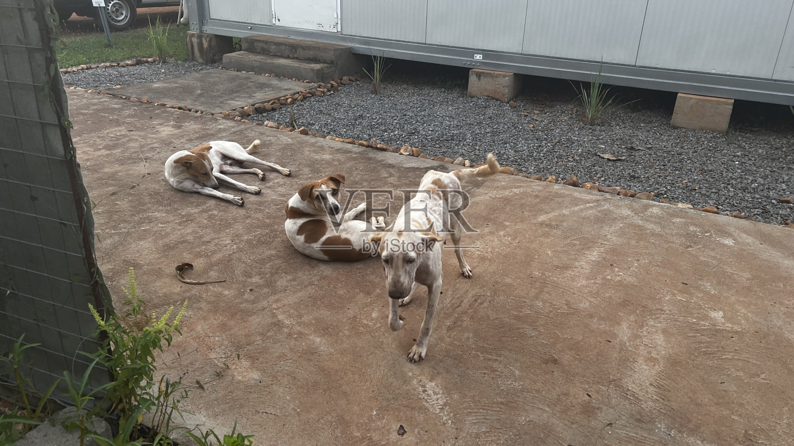 非洲狗聚集在屋前照片摄影图片