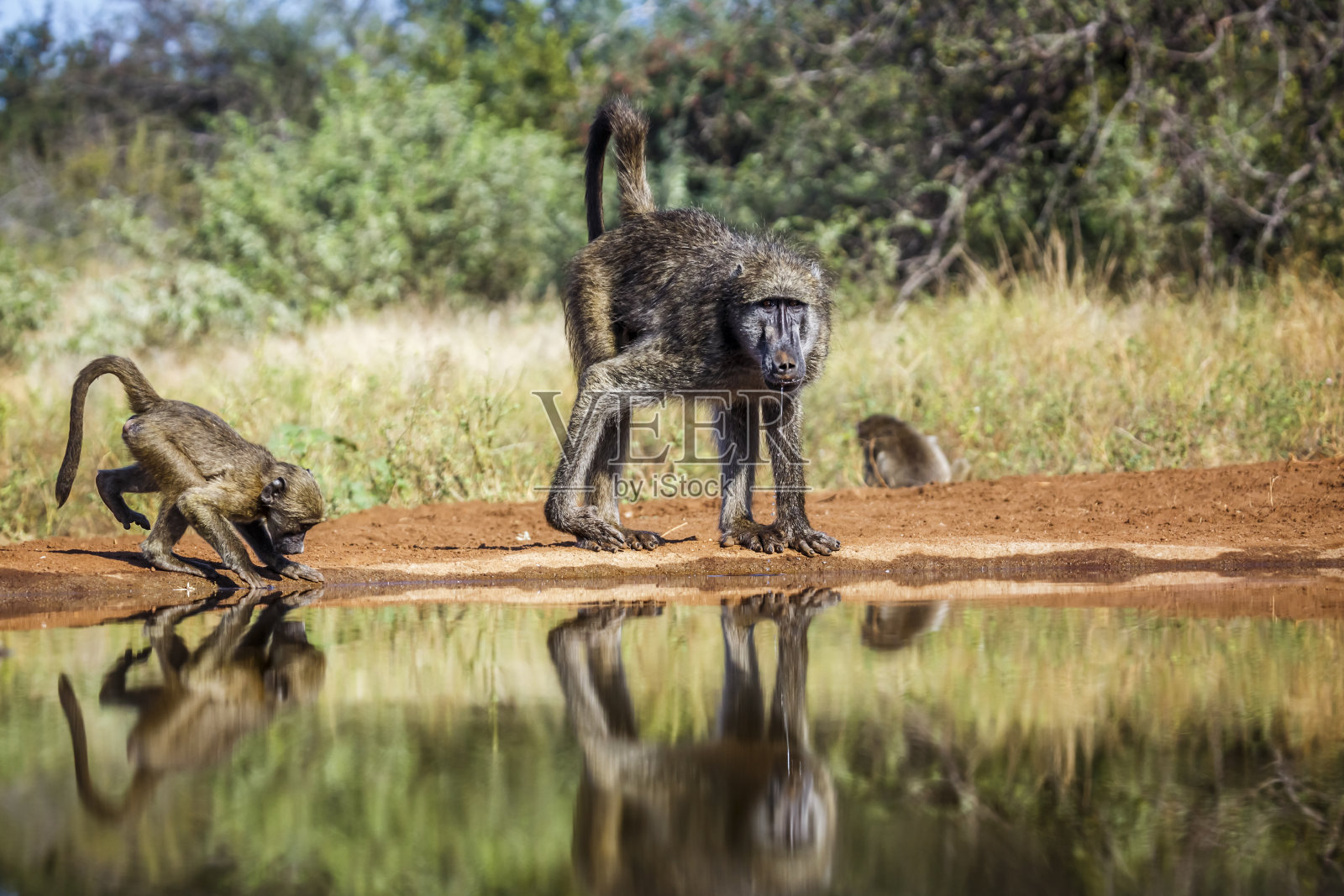 南非克鲁格国家公园的Chacma狒狒照片摄影图片