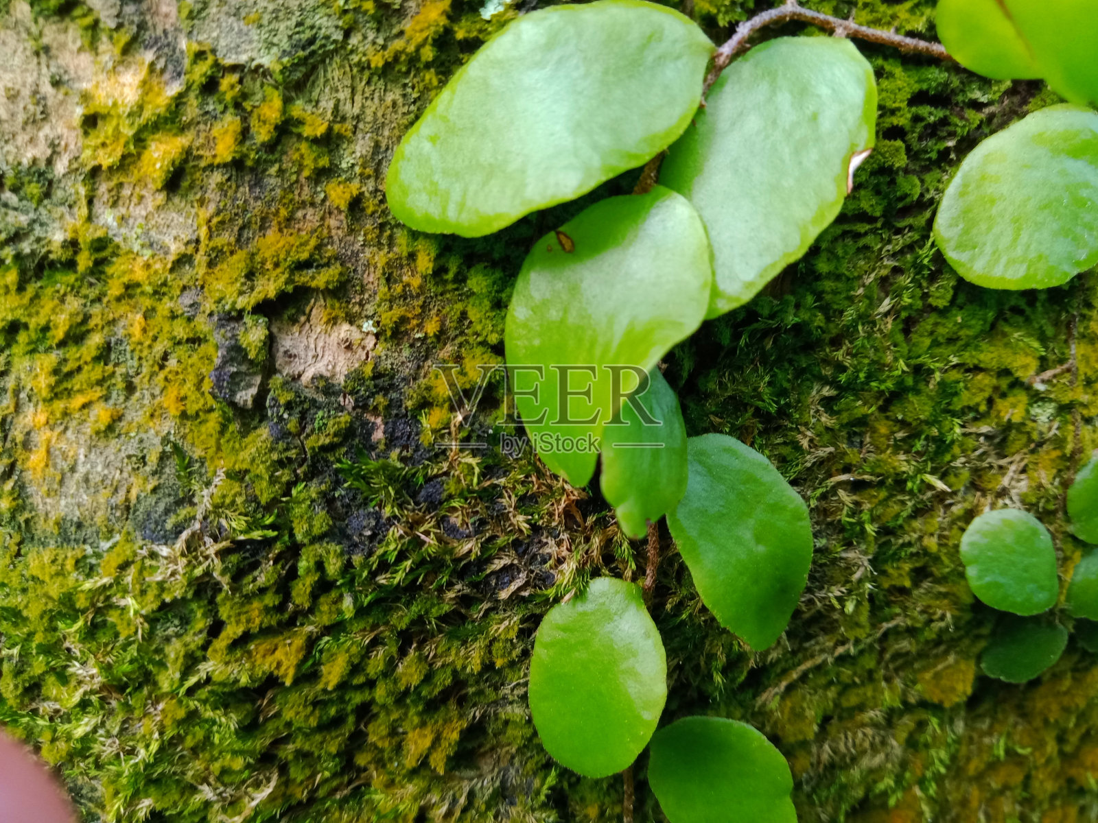 苔藓上的绿叶野生植物特写照片摄影图片