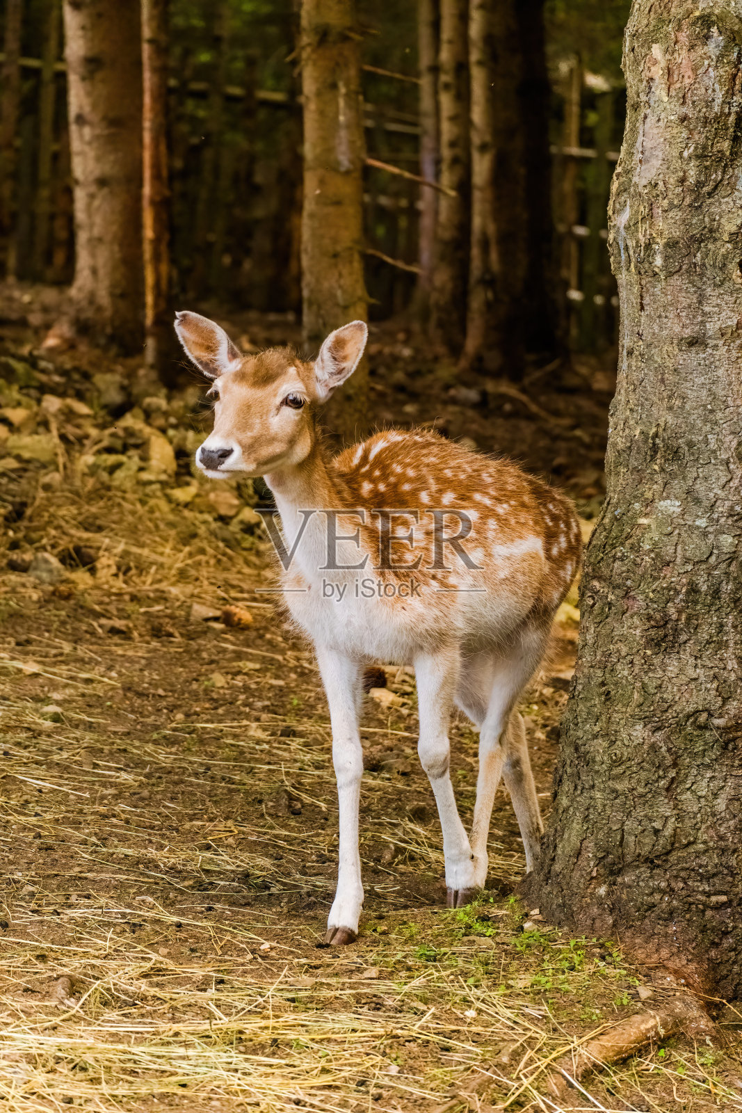 可爱的鹿在大自然中摆姿势,野生动物照片摄影图片