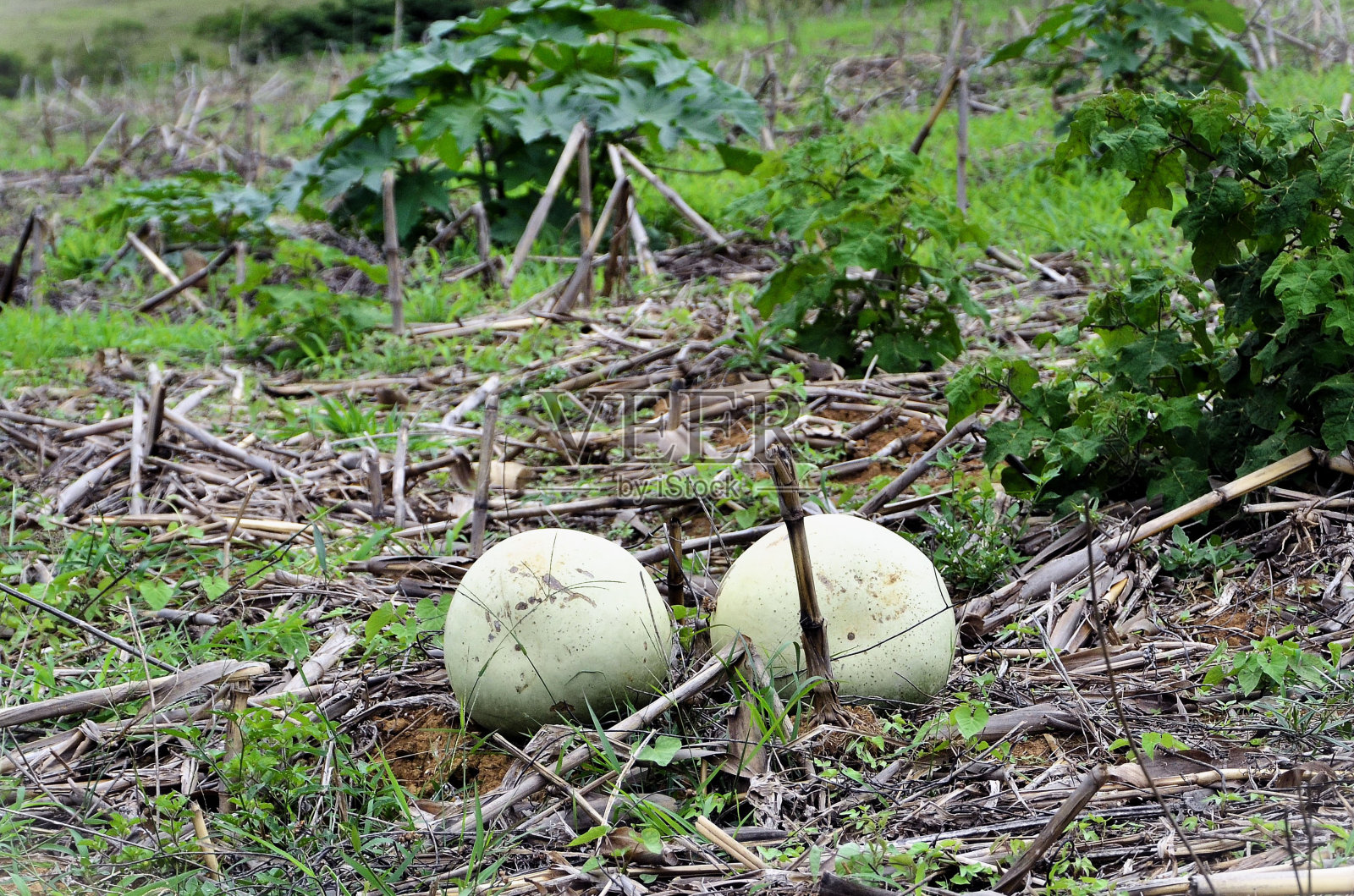 后院的绿木槿花照片摄影图片
