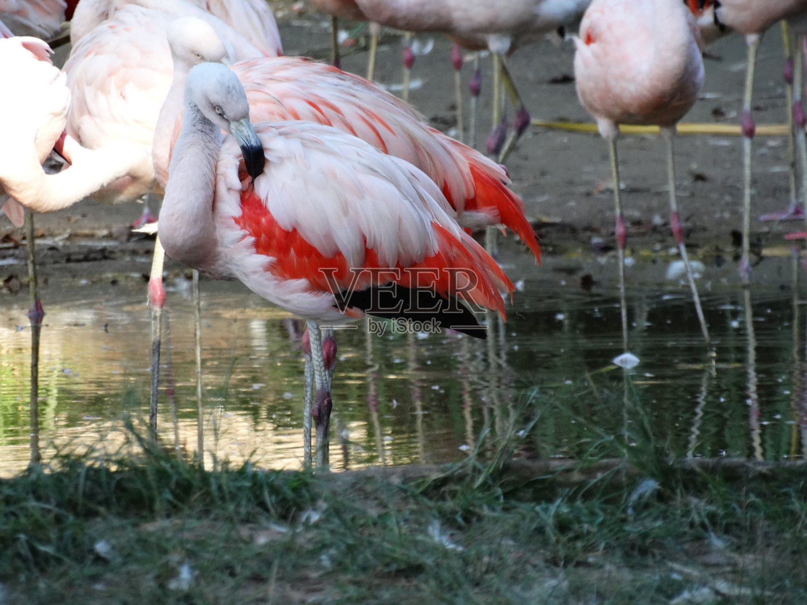 火烈鸟照片摄影图片