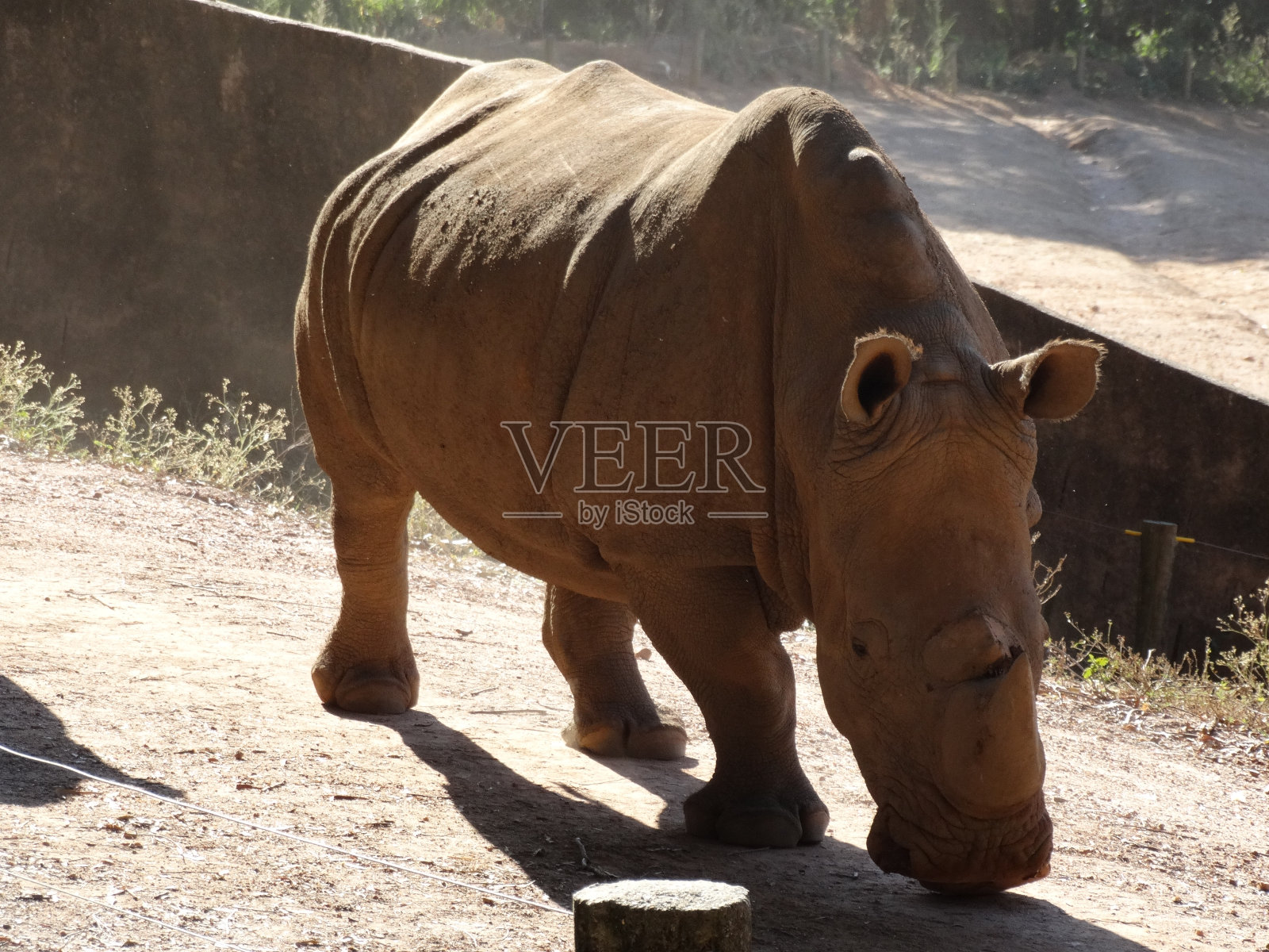 犀牛照片摄影图片