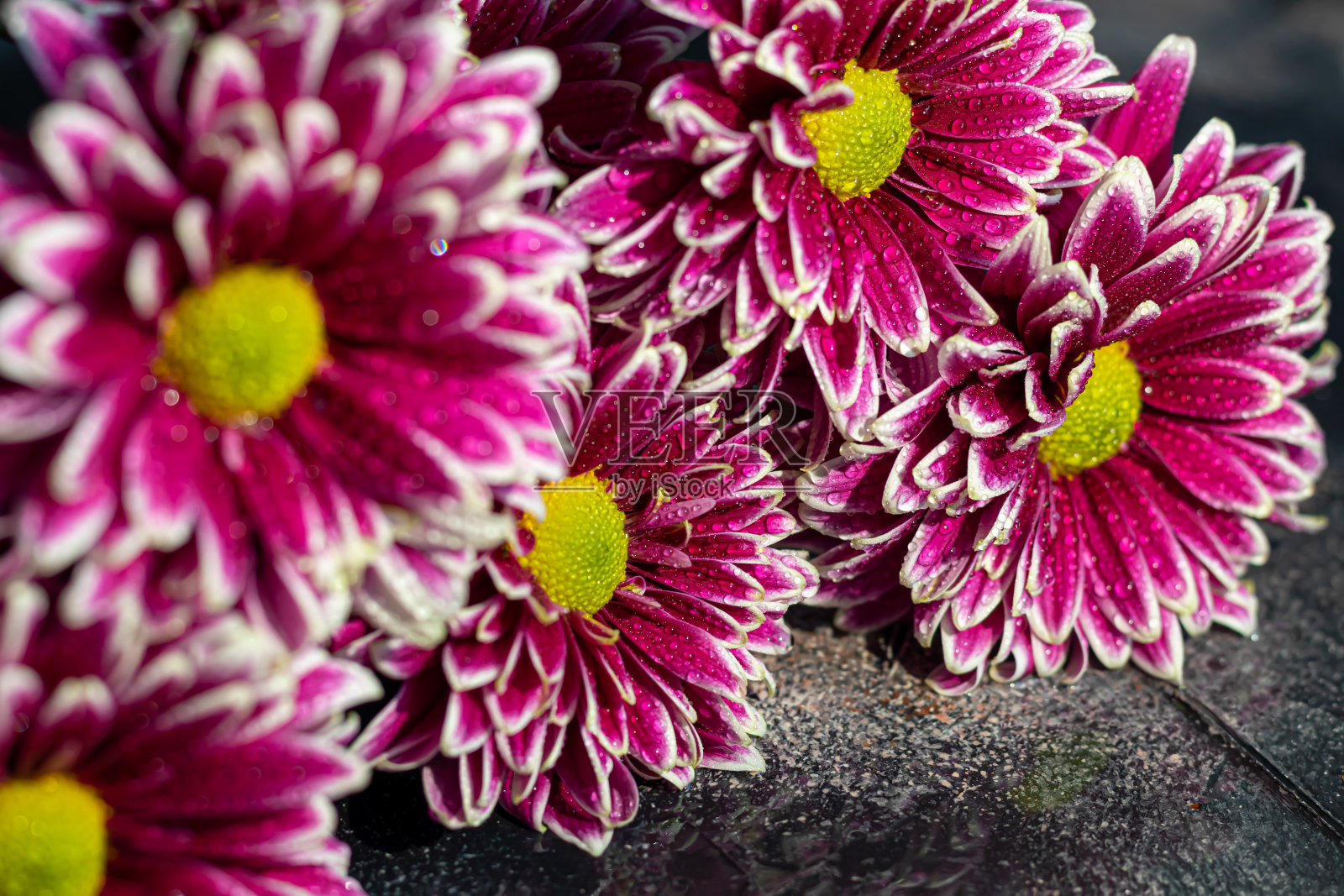 一束菊花。花瓣上有水滴。在黑暗的混凝土背景上。照片摄影图片