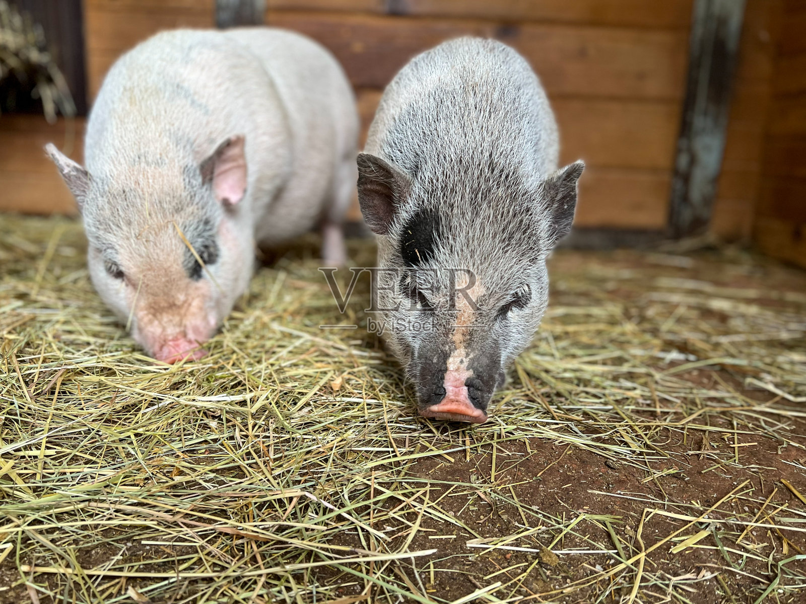吃干草的小猪,越南猪,纯美可爱的装饰猪,农场动物,田园风光照片摄影图片