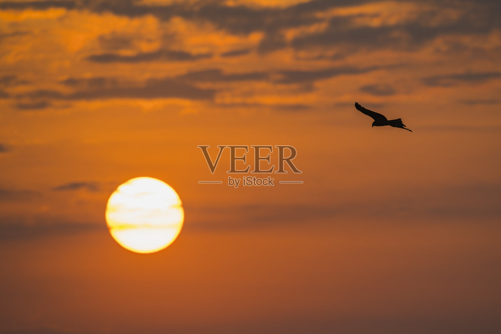 黑风筝的剪影和清晨的阳光照片摄影图片