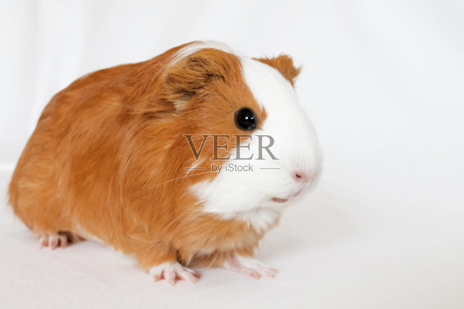 白底红白豚鼠照片摄影图片