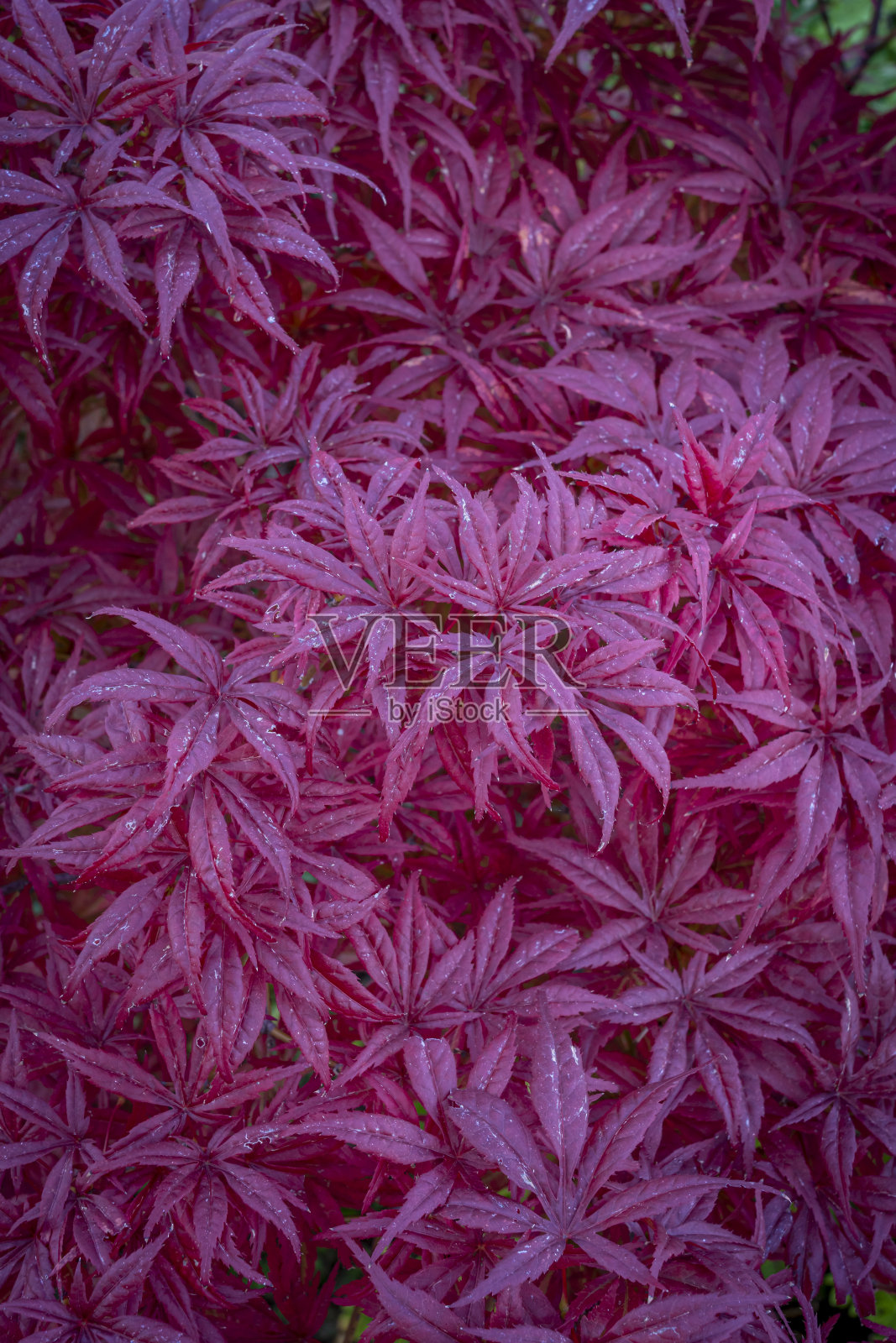 特伦海姆,法国- 2021年03月08日:特伦海姆公园。日本枫红叶宏观观照片摄影图片