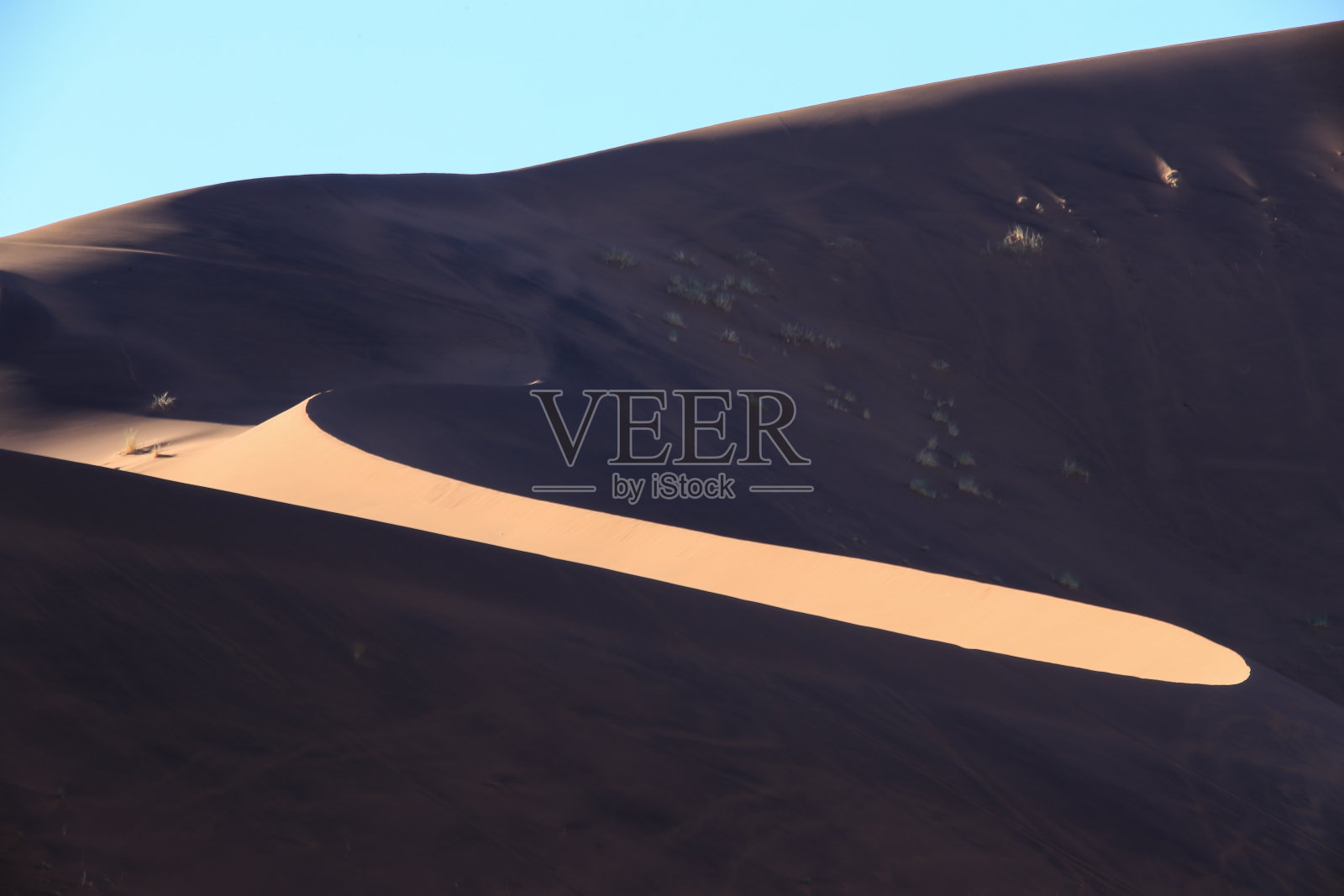 沙漠鹅叶照片摄影图片