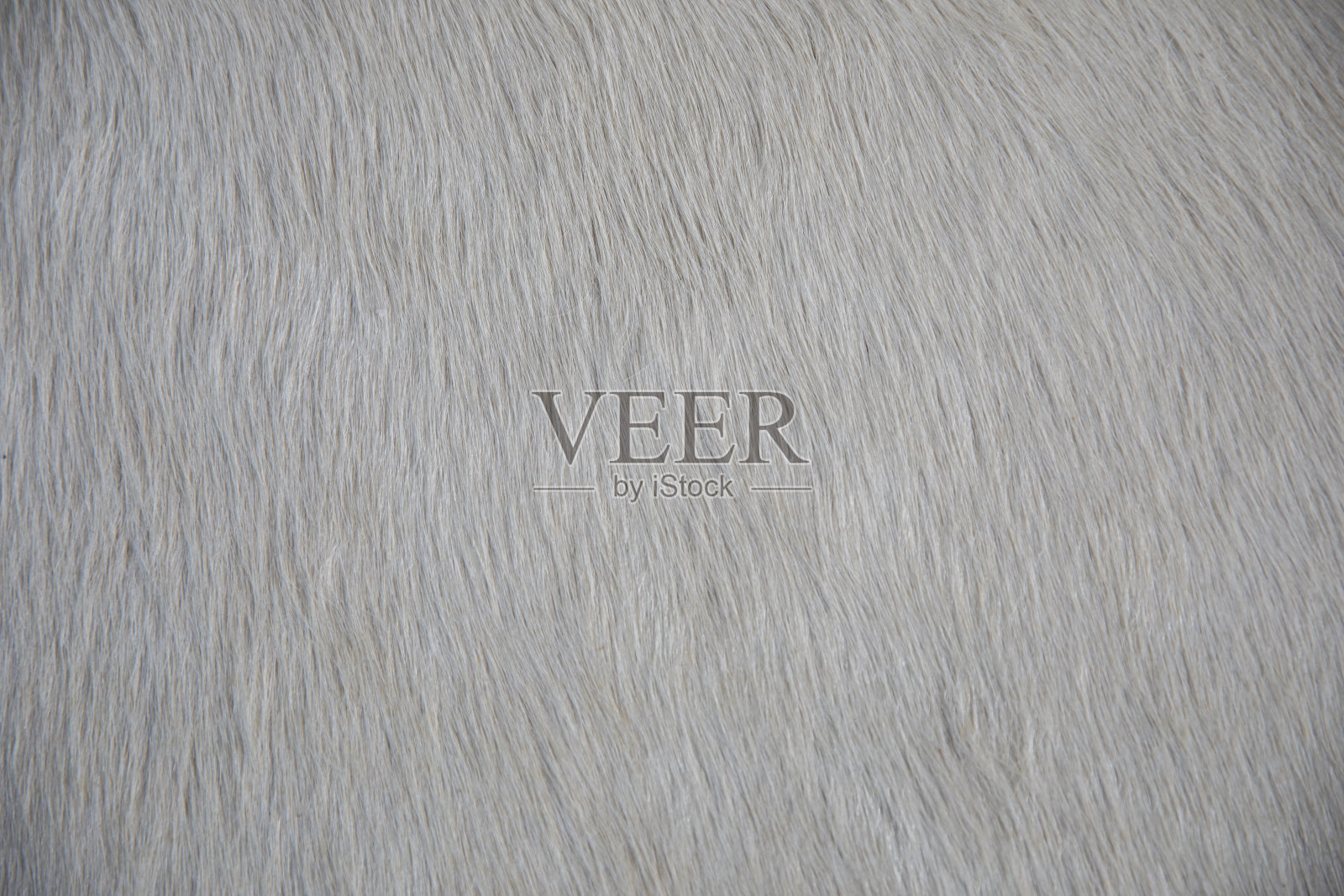 白牛皮躺在地板上照片摄影图片