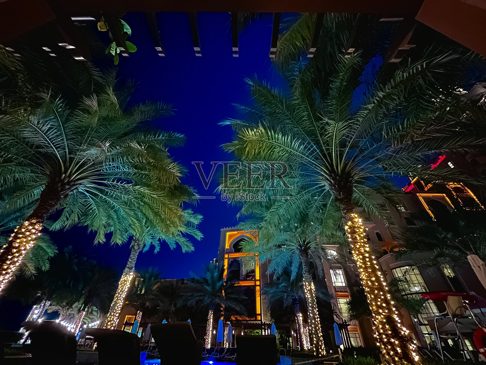 一棵棕榈树照片摄影图片