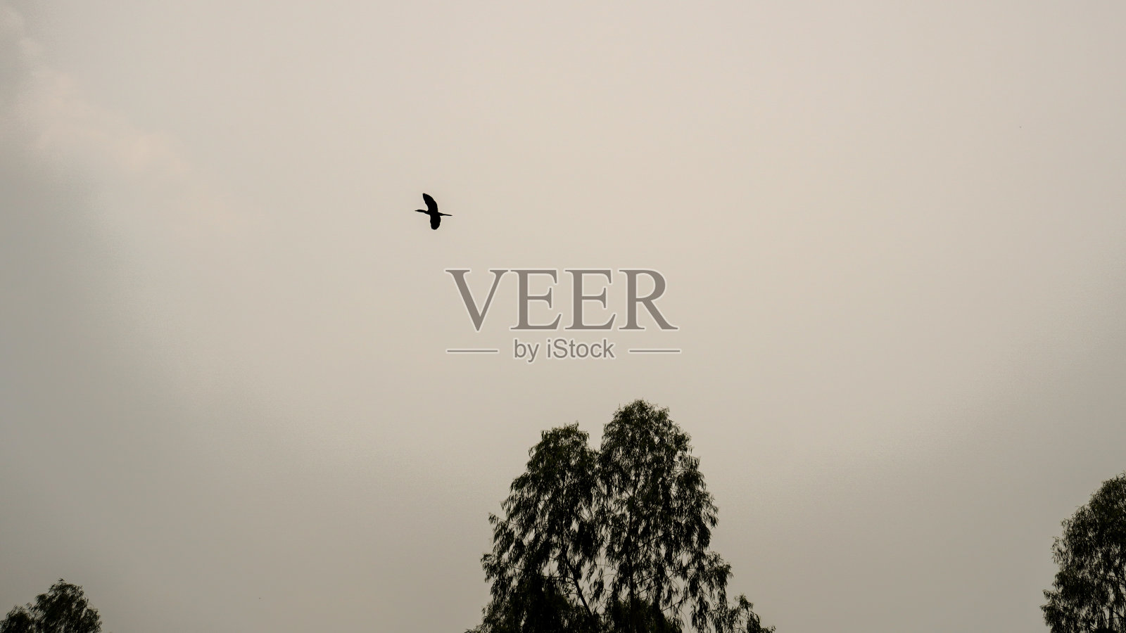 会飞的鸟照片摄影图片