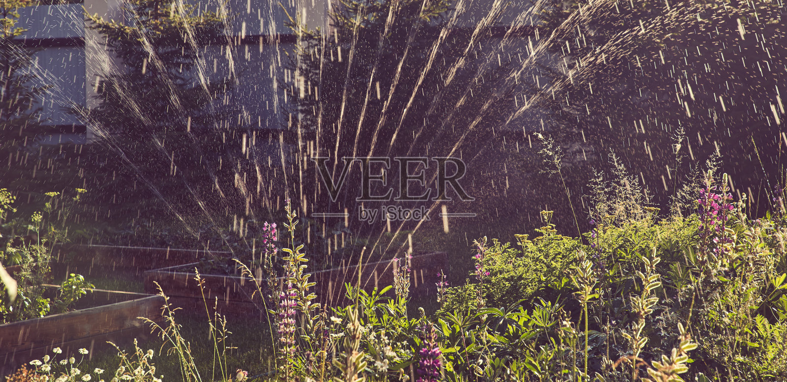 横幅。自动洒水,绿化,园艺,草坪,树木,自动洒水。带有复制空间的背景。照片摄影图片