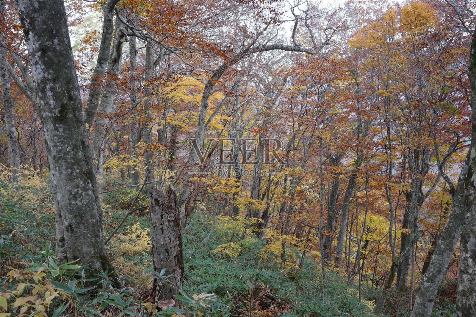 以船岳山山毛榉为中心的落叶阔叶林的秋叶照片摄影图片