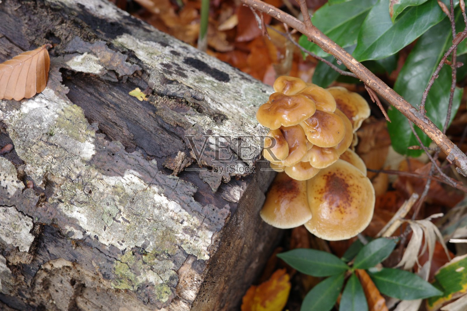 以船形山山毛榉树为中心的落叶阔叶林中的奈良蘑菇照片摄影图片