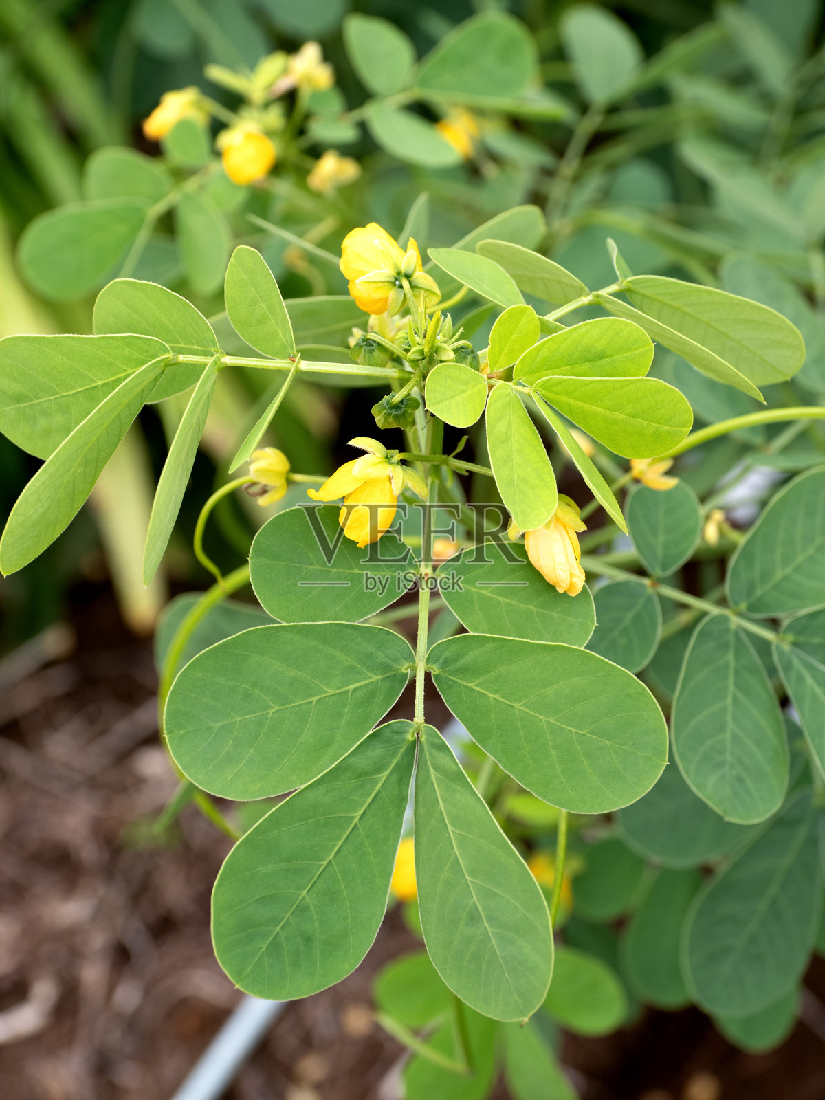 锦绣花,药用植物照片摄影图片