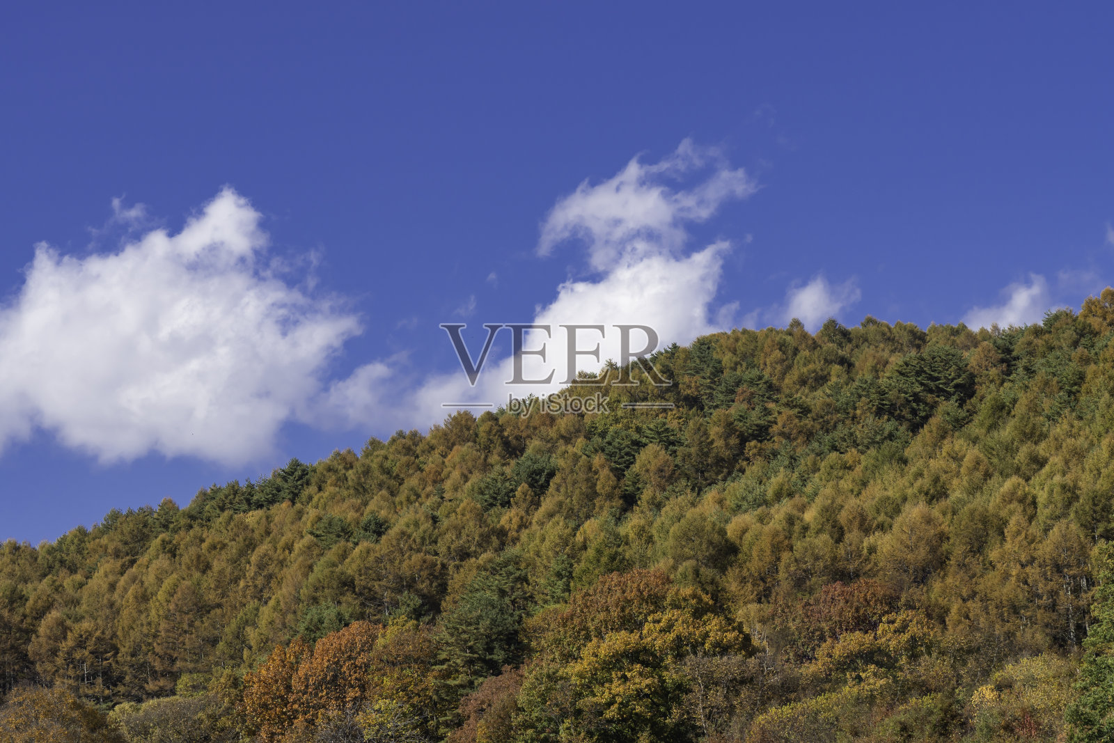 高原上的秋叶景色和蓝天照片摄影图片