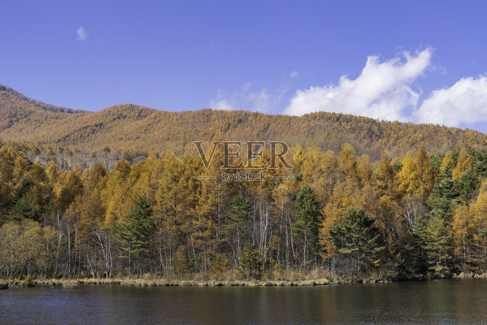 高原上的湖,黄色的落叶松林和蓝天照片摄影图片
