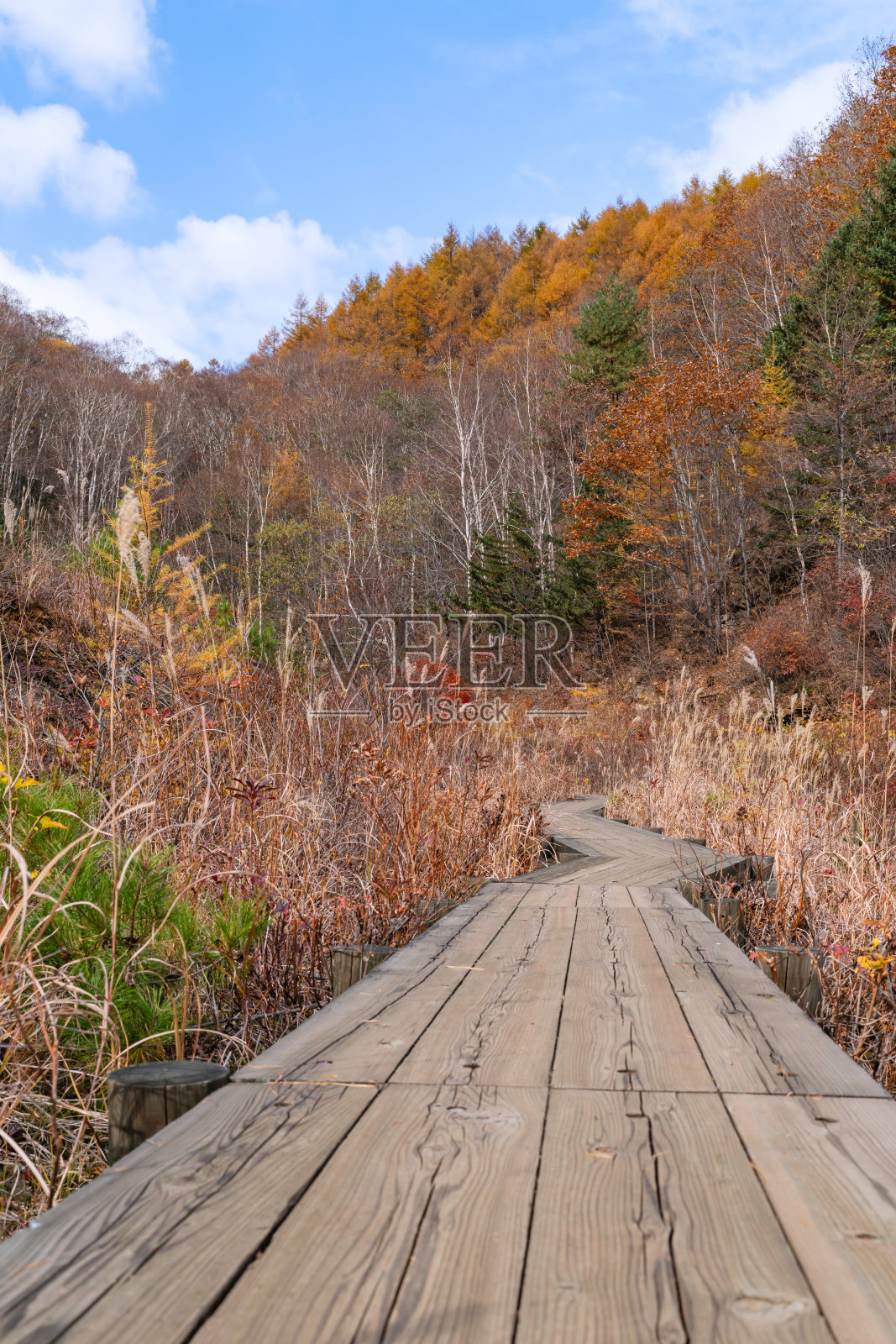 秋高气爽,落叶缤纷,漫步其间照片摄影图片