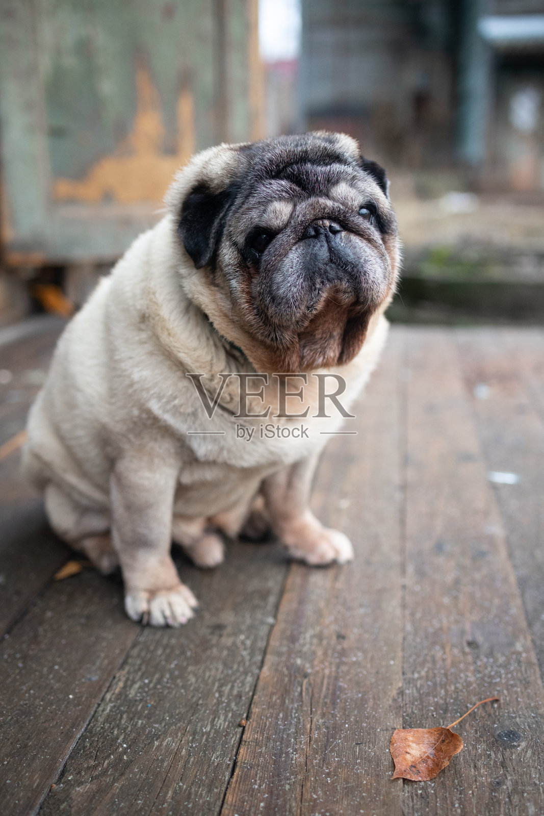 秋天,一只年迈的哈巴狗坐在木门廊上,选择性地聚焦照片摄影图片